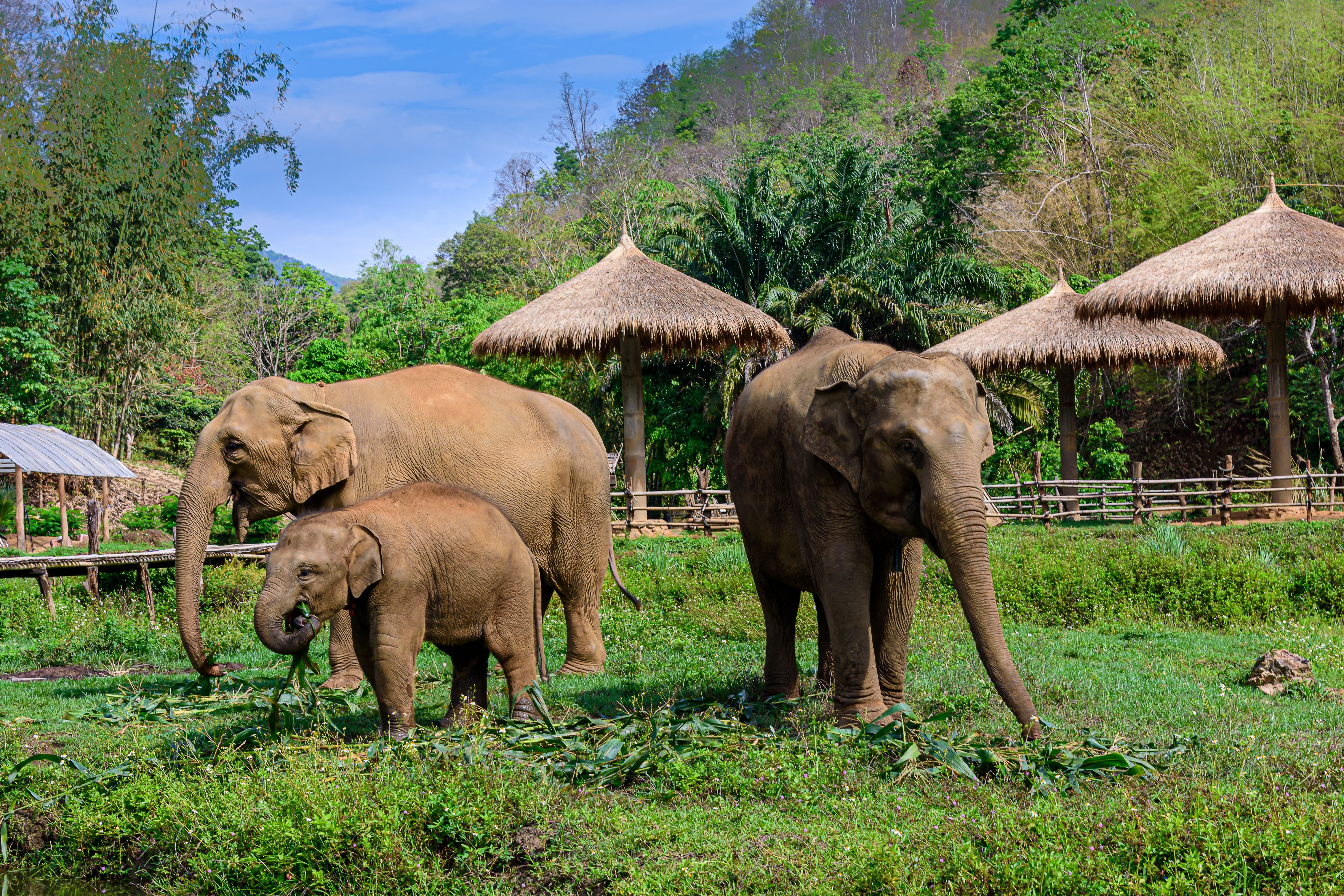 Asia elephant family live in the elephant camp in Chiang Mai, Thailand