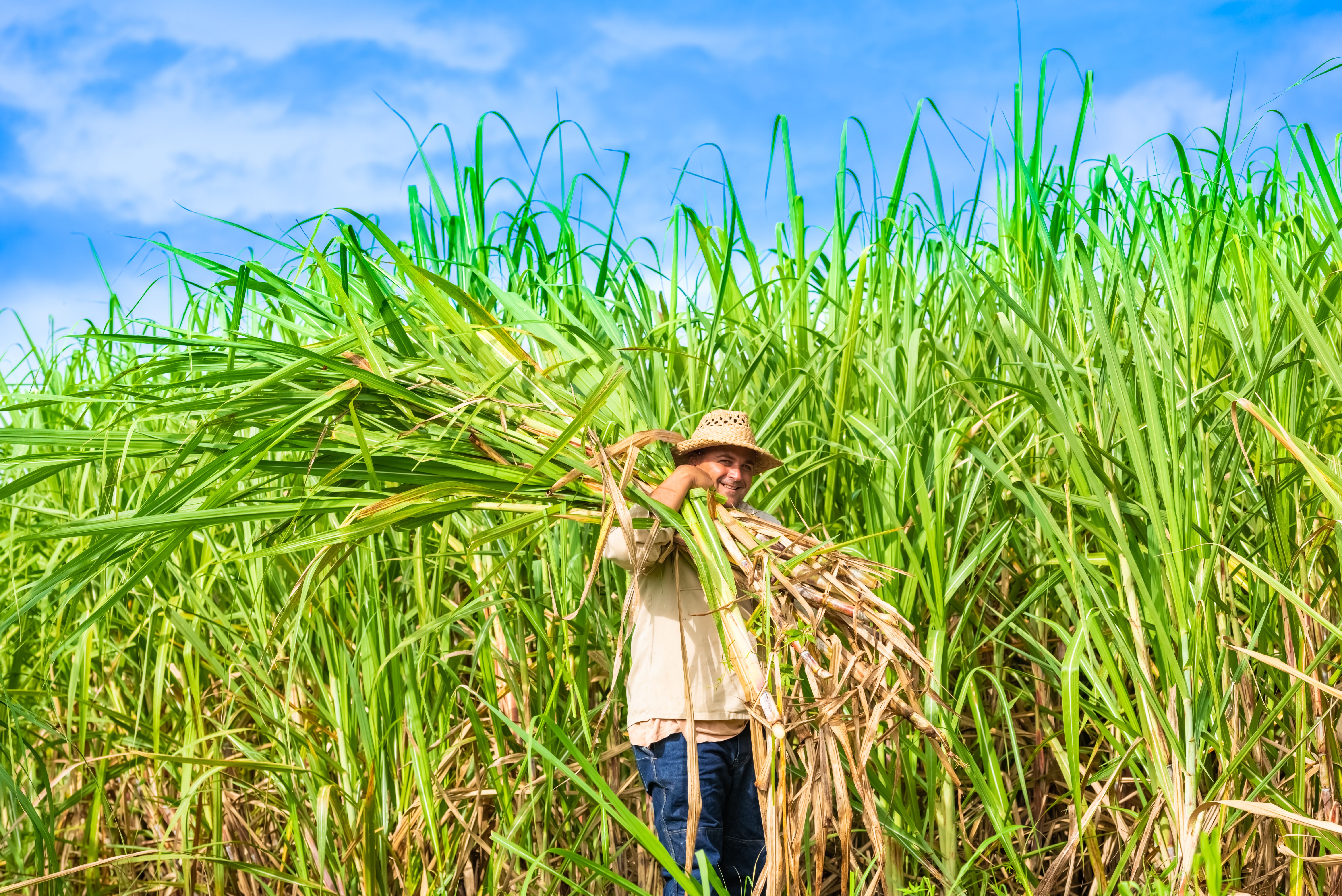 sugar trade