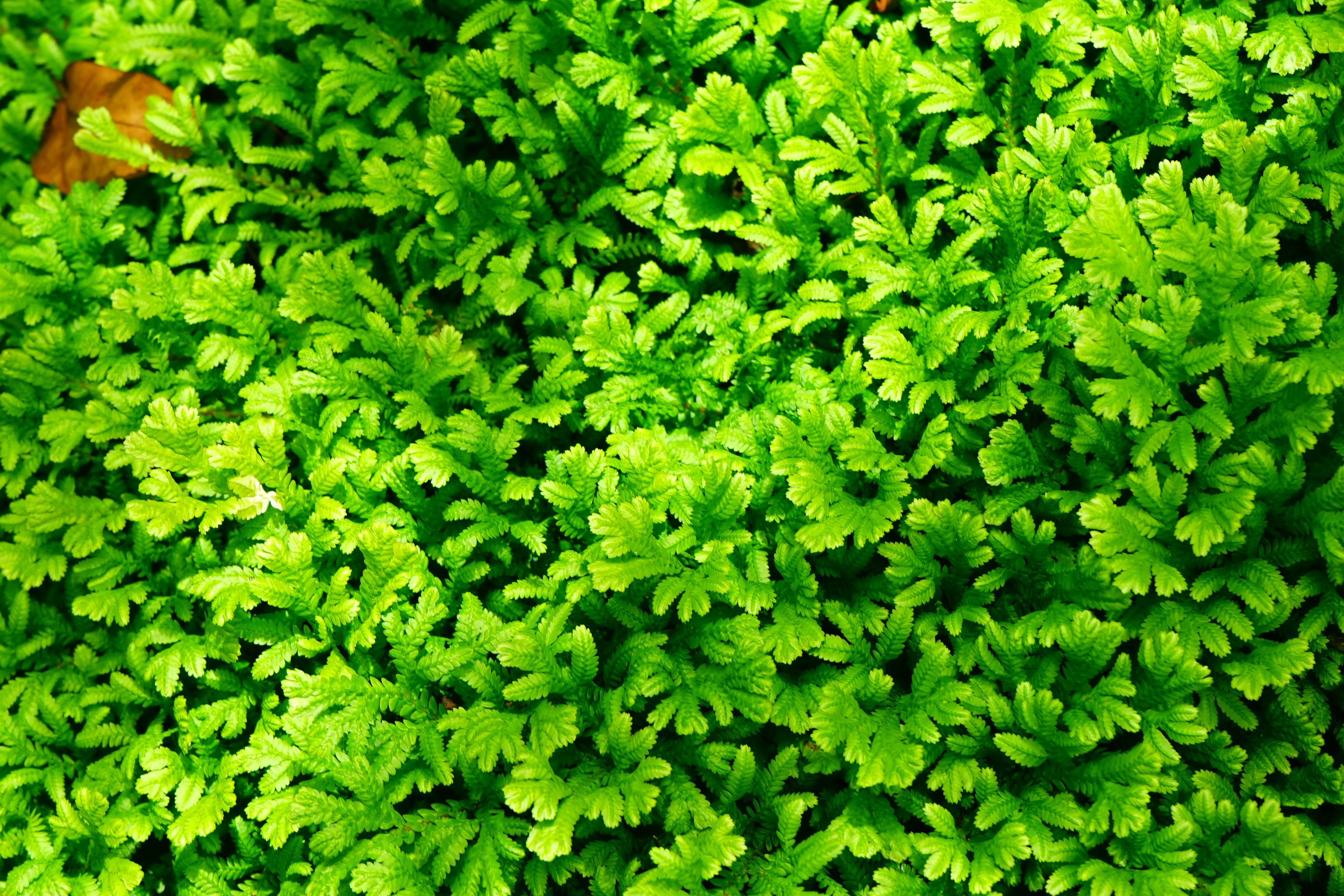 alternative ground covers