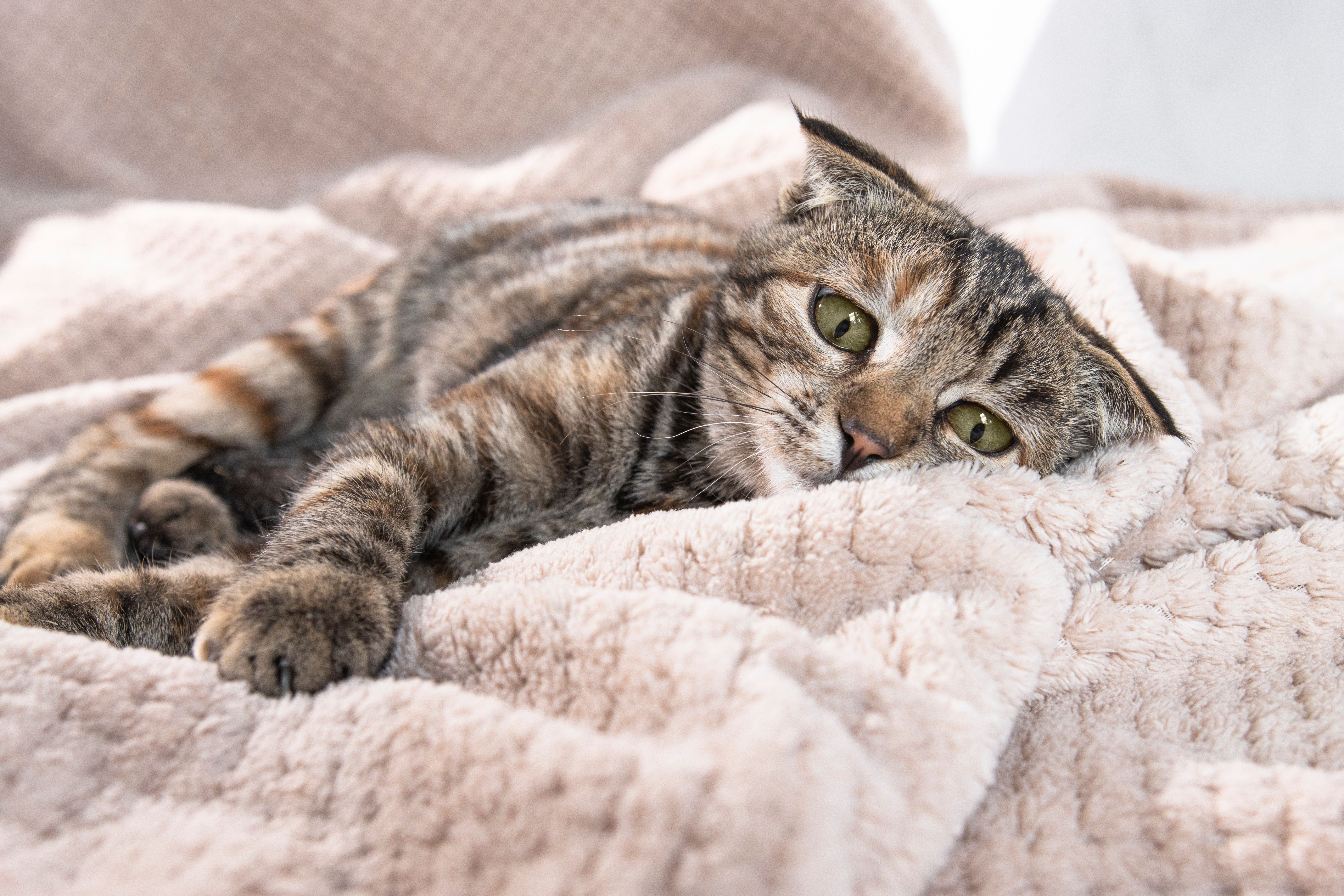 One striped sad cat with green eyes lies at home on a soft blanket with frightened eyes and flattened ears. Pet disease. One striped sad cat with green eyes lies at home on a soft blanket with frightened eyes and flattened ears. Pet disease.