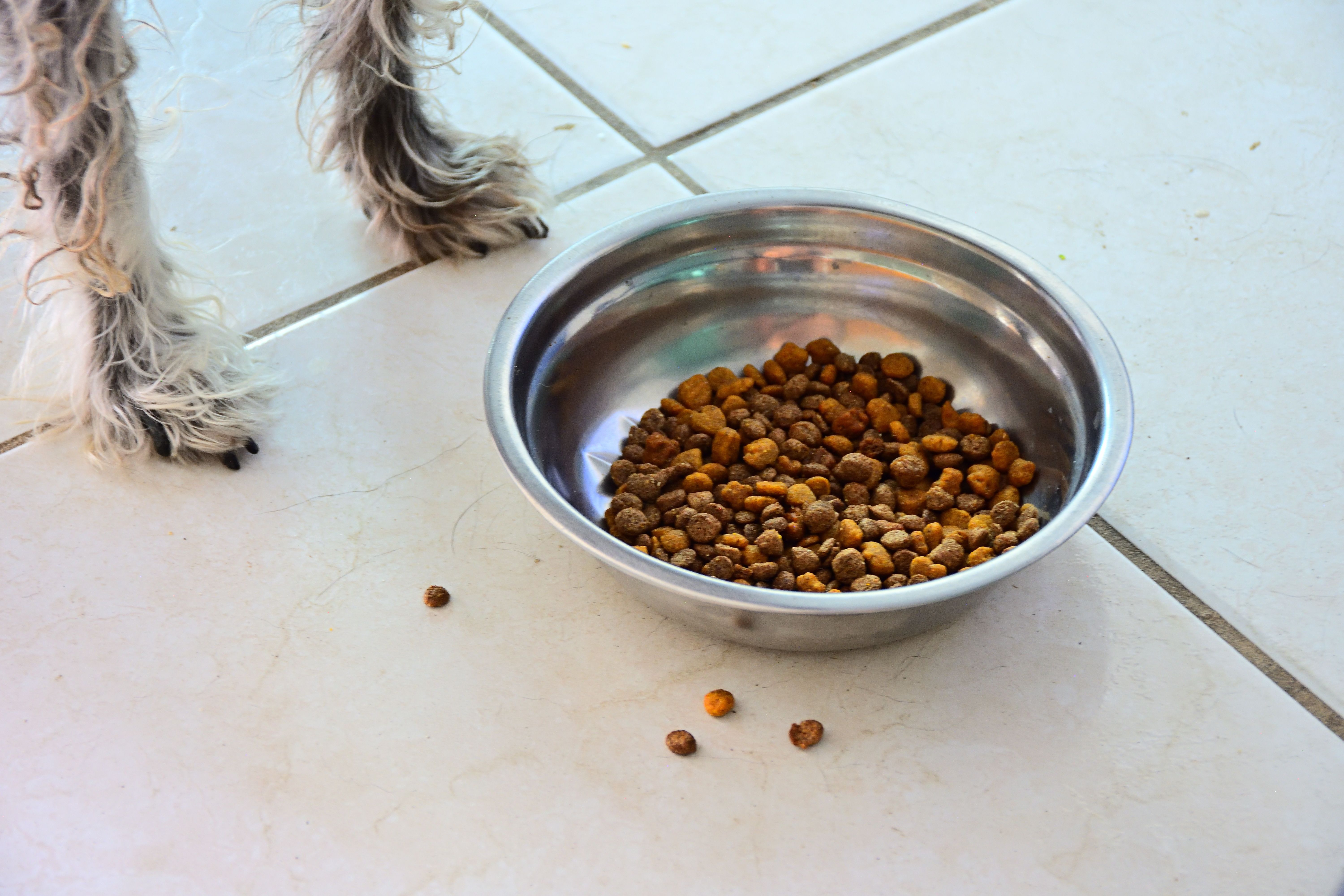 dog food bowl