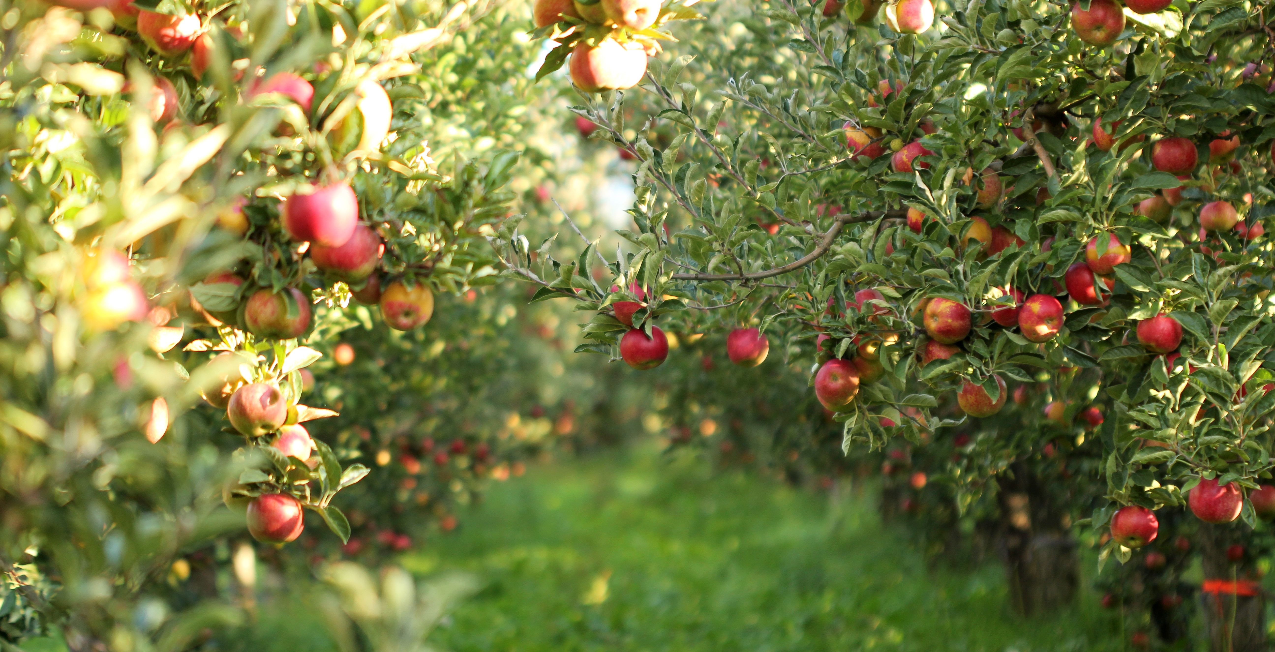 orchard farming