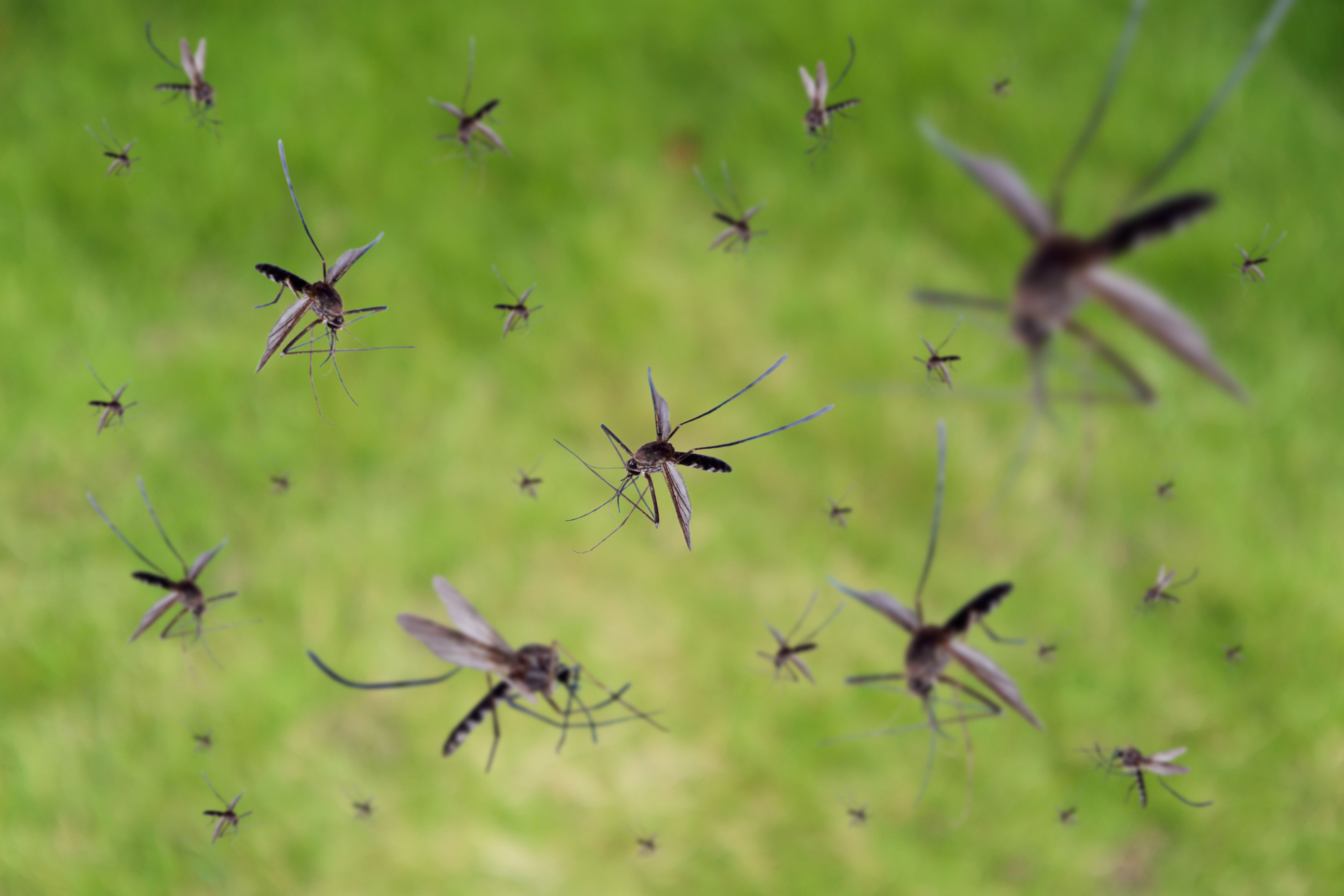 summer pests