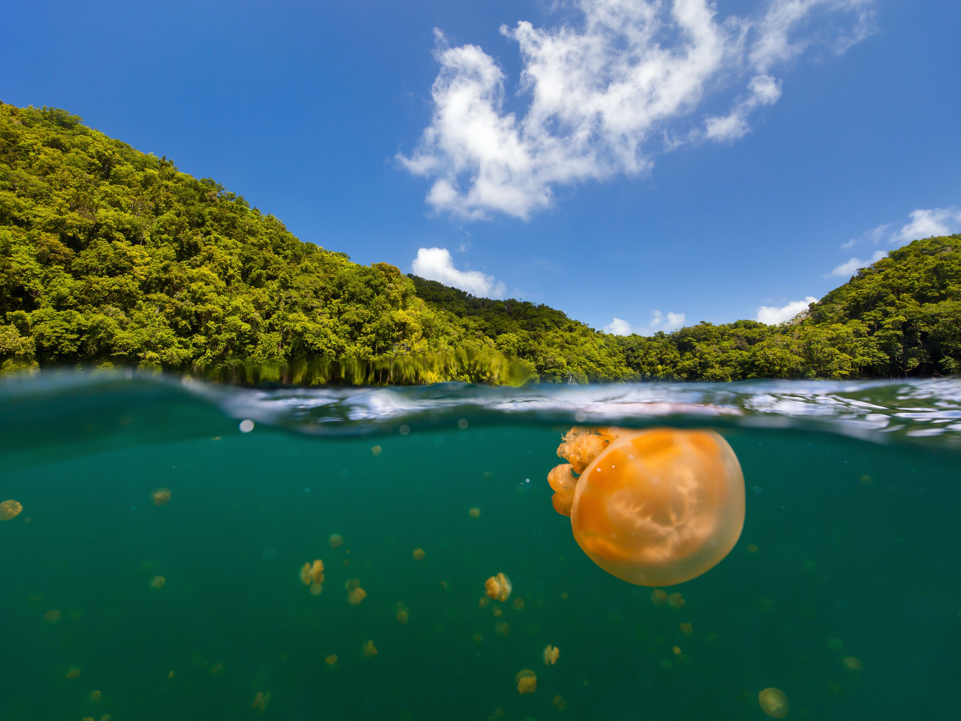 Jellyfish Lake in Palau