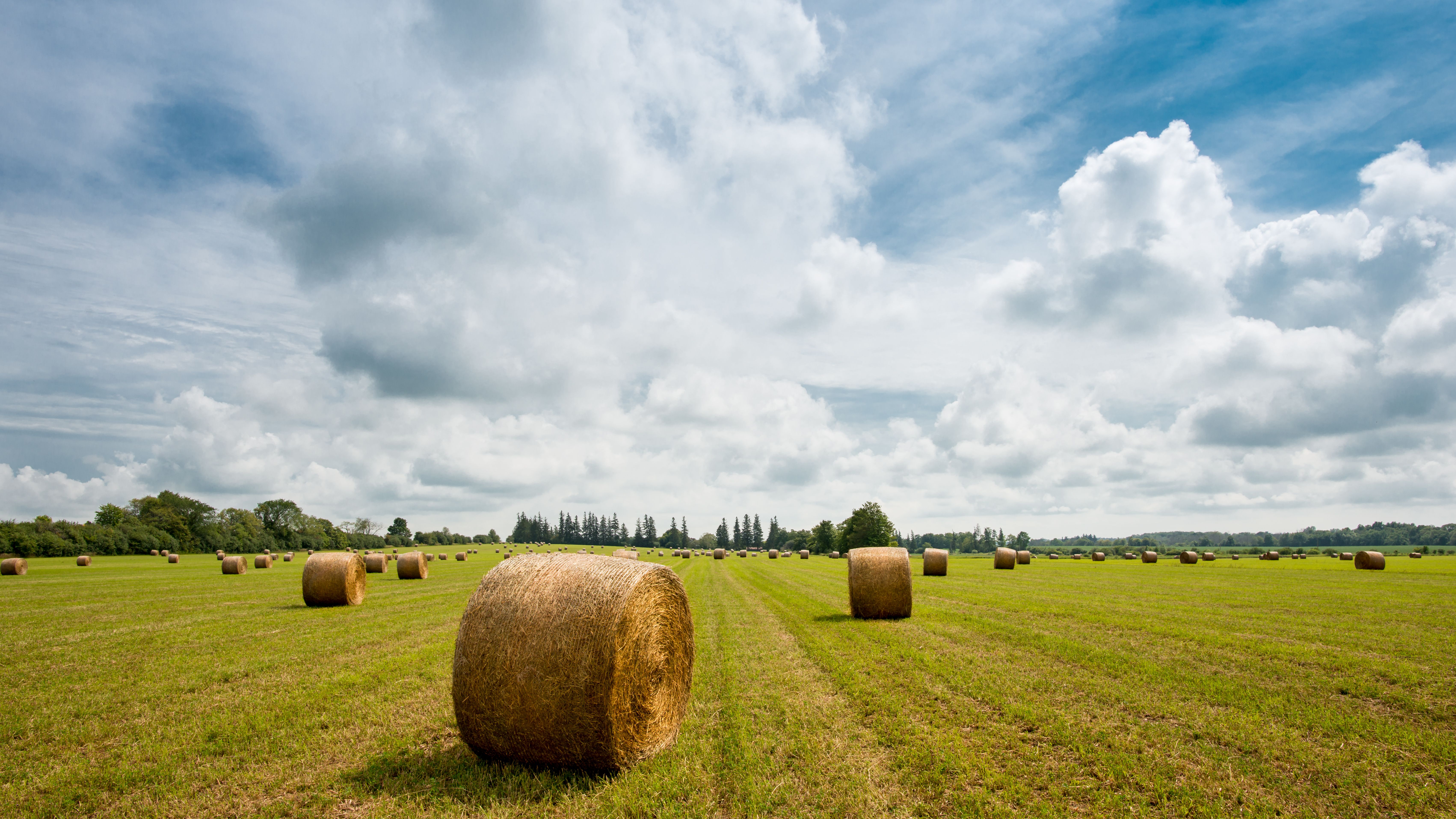hay field