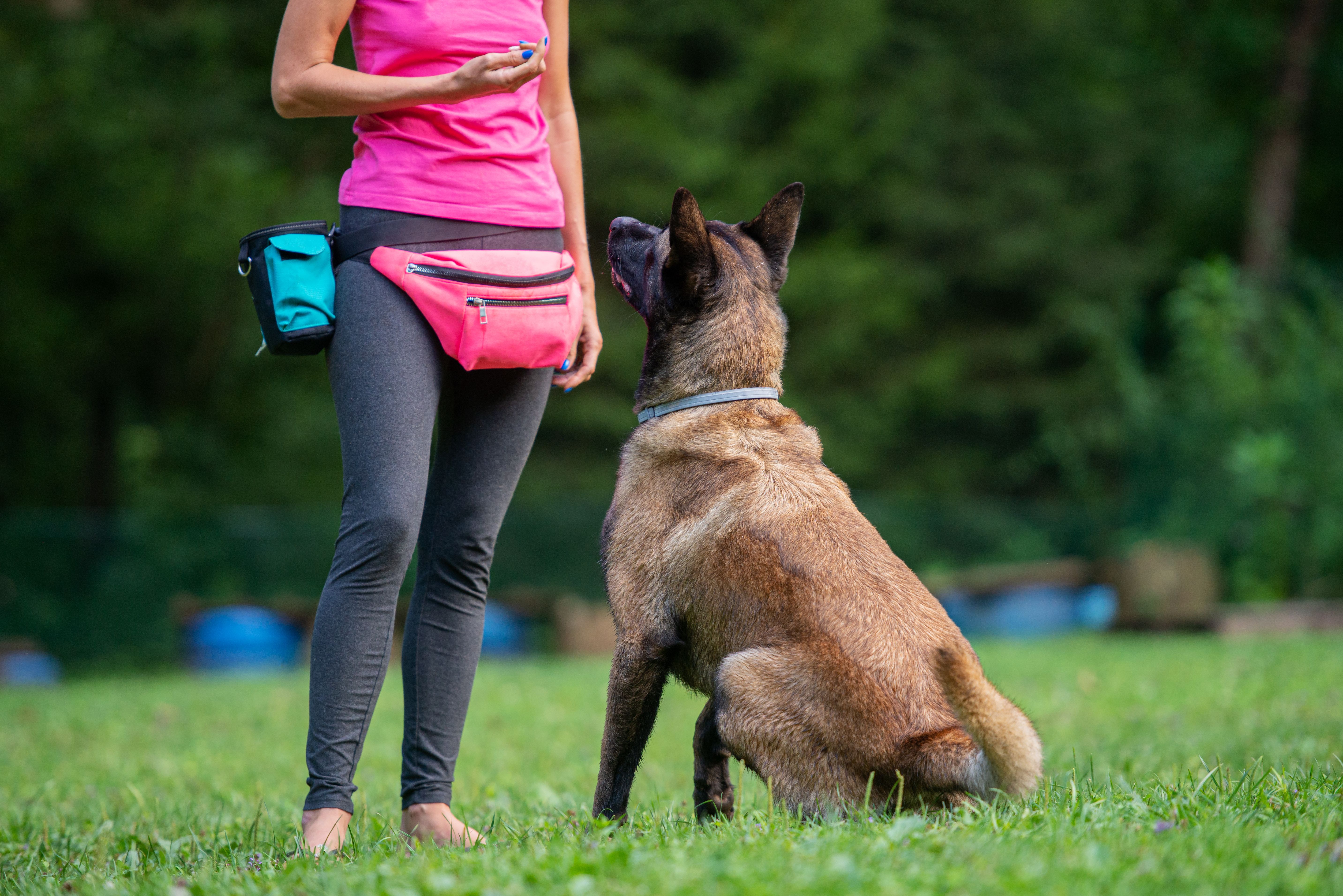 dog training technology