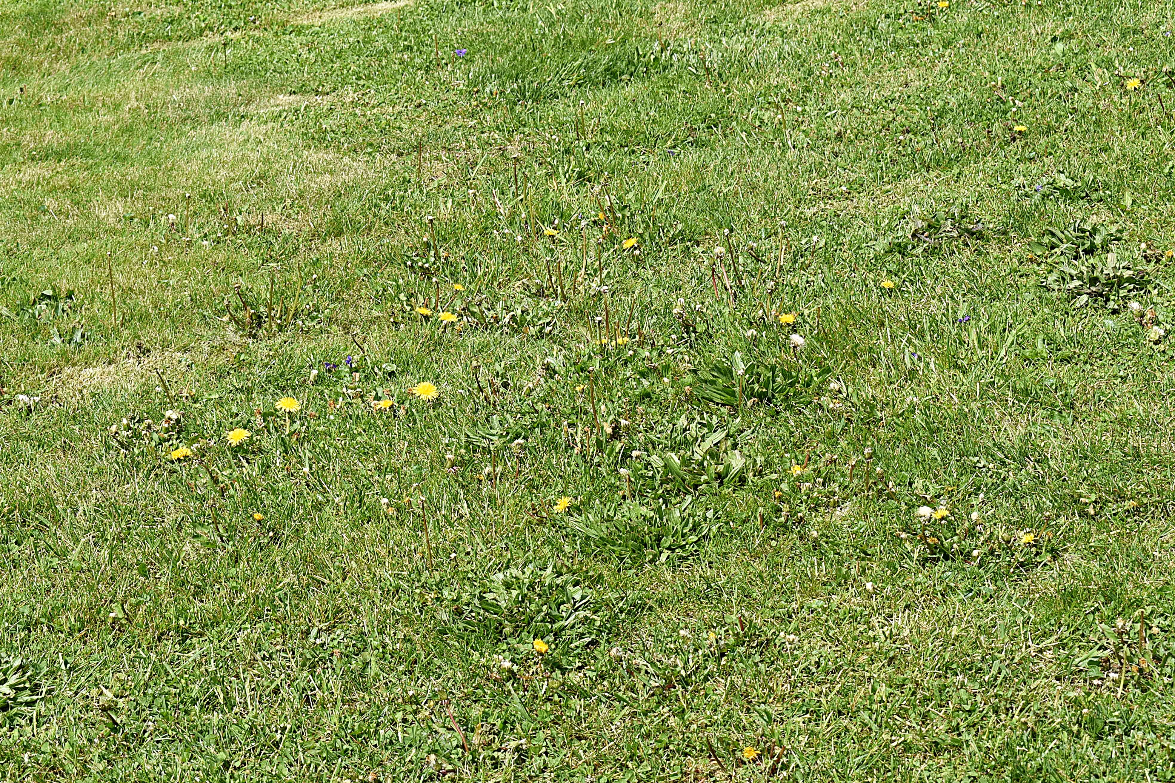 summerville backyard