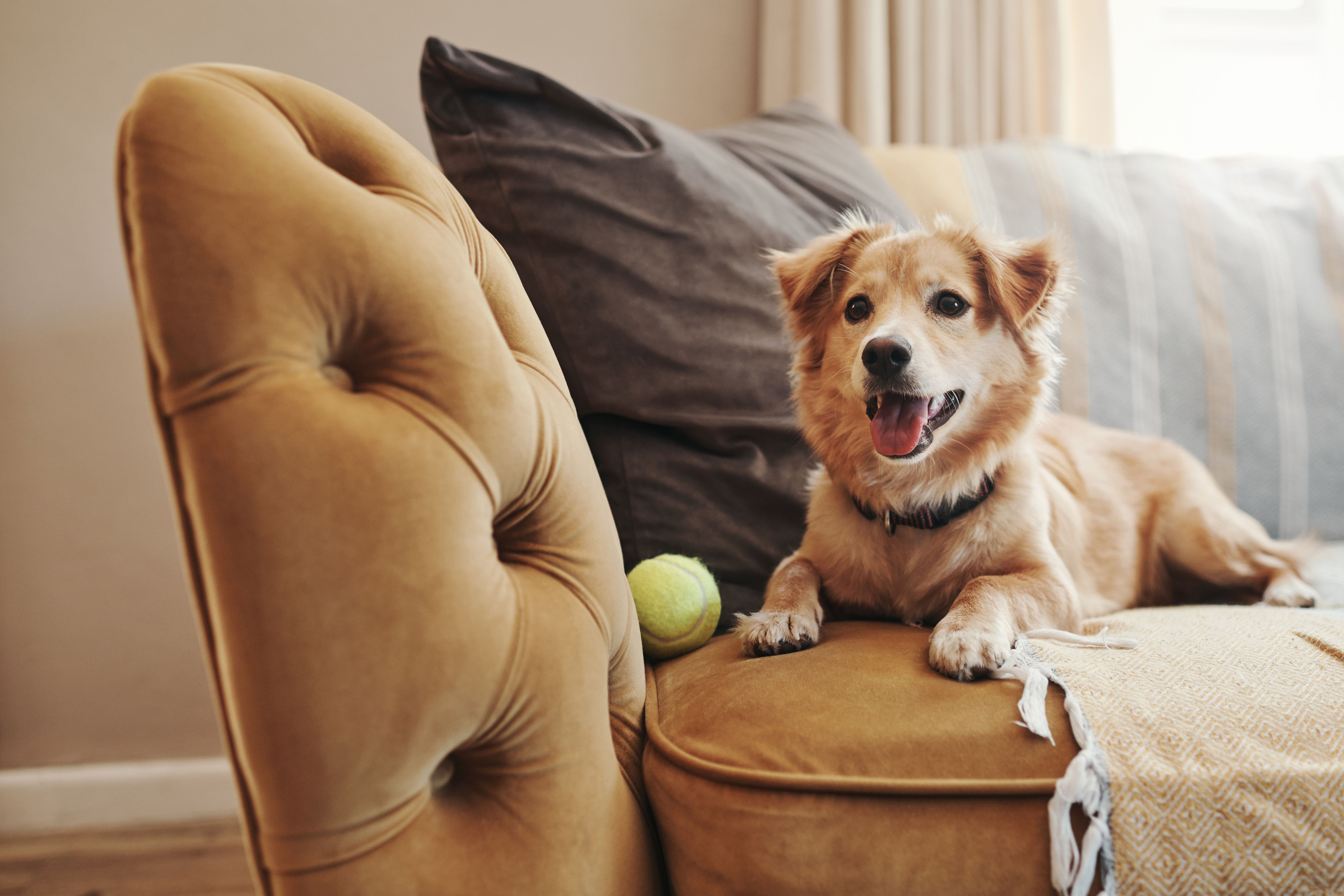 pet care