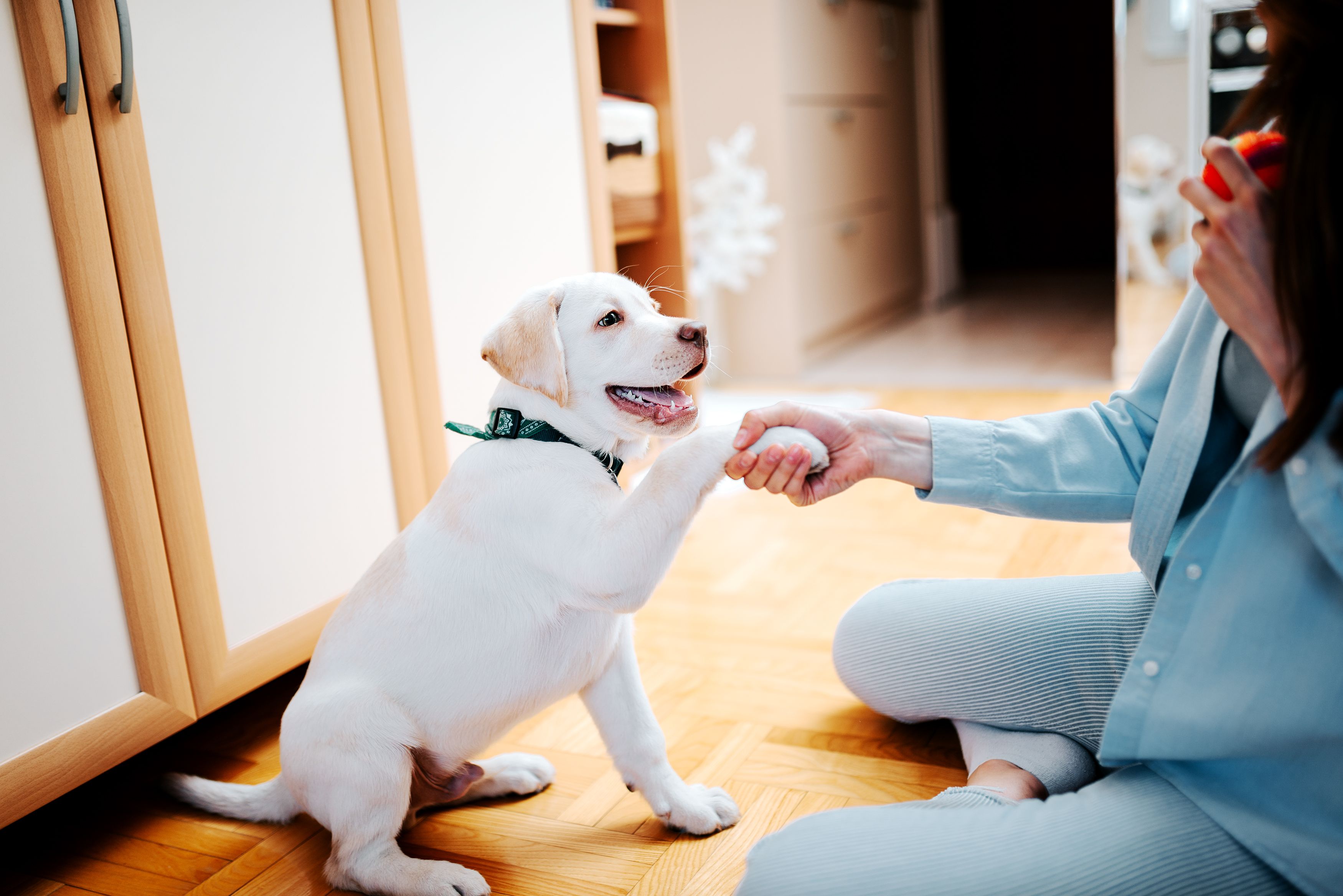 puppy training with treats
