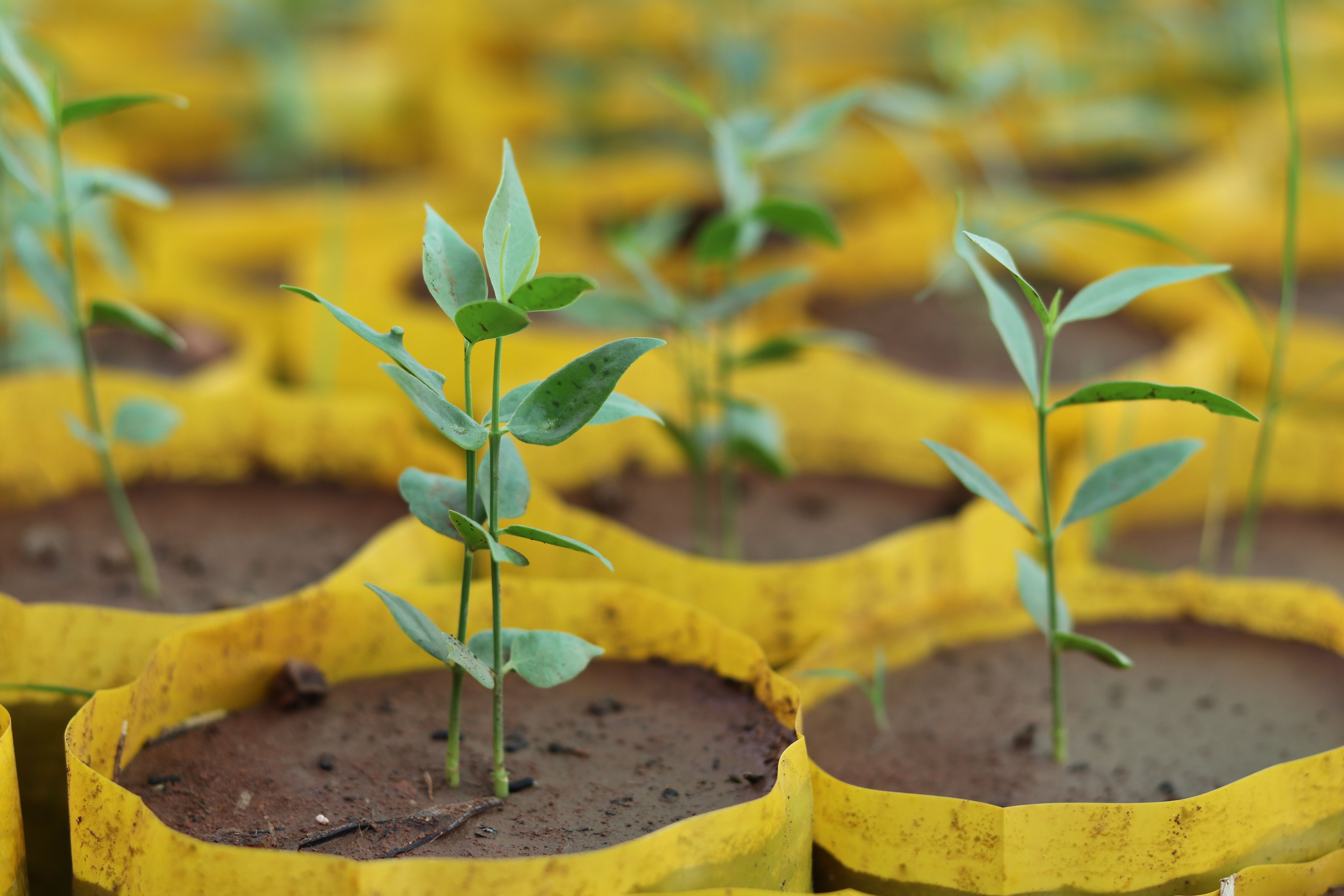 producao sustentavel