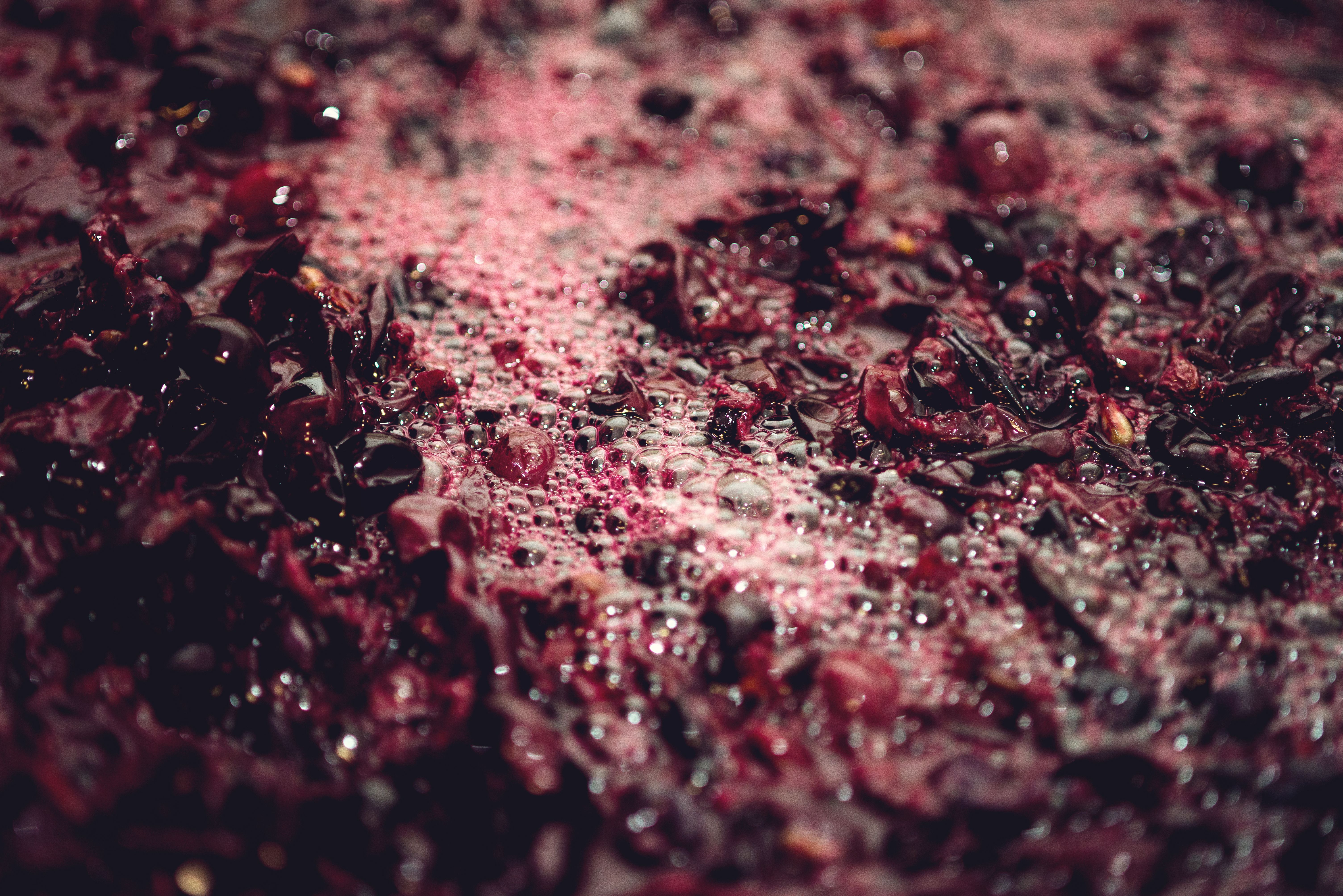 wine fermentation