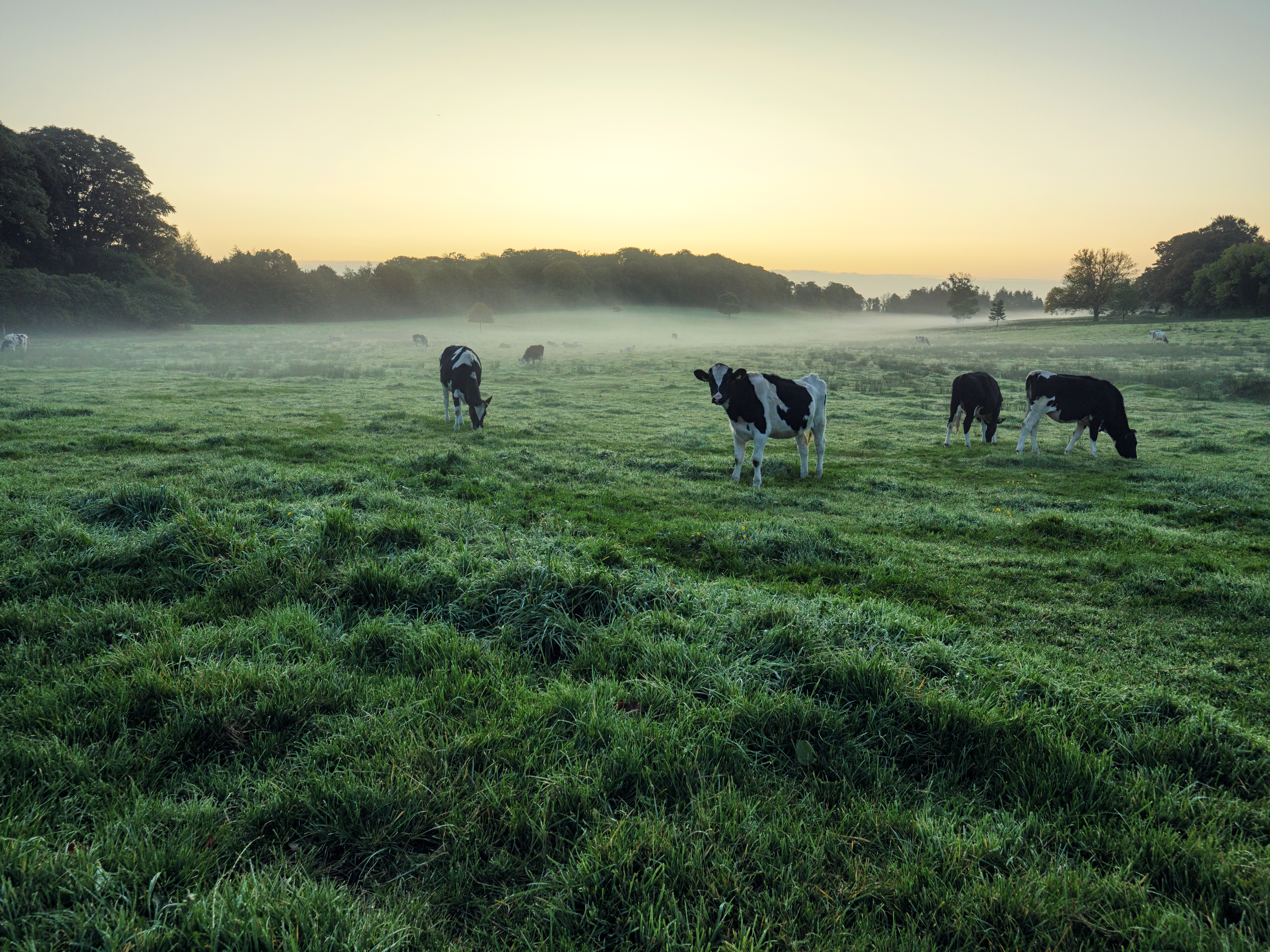 Early Autumn countryside morning,Northern Ireland