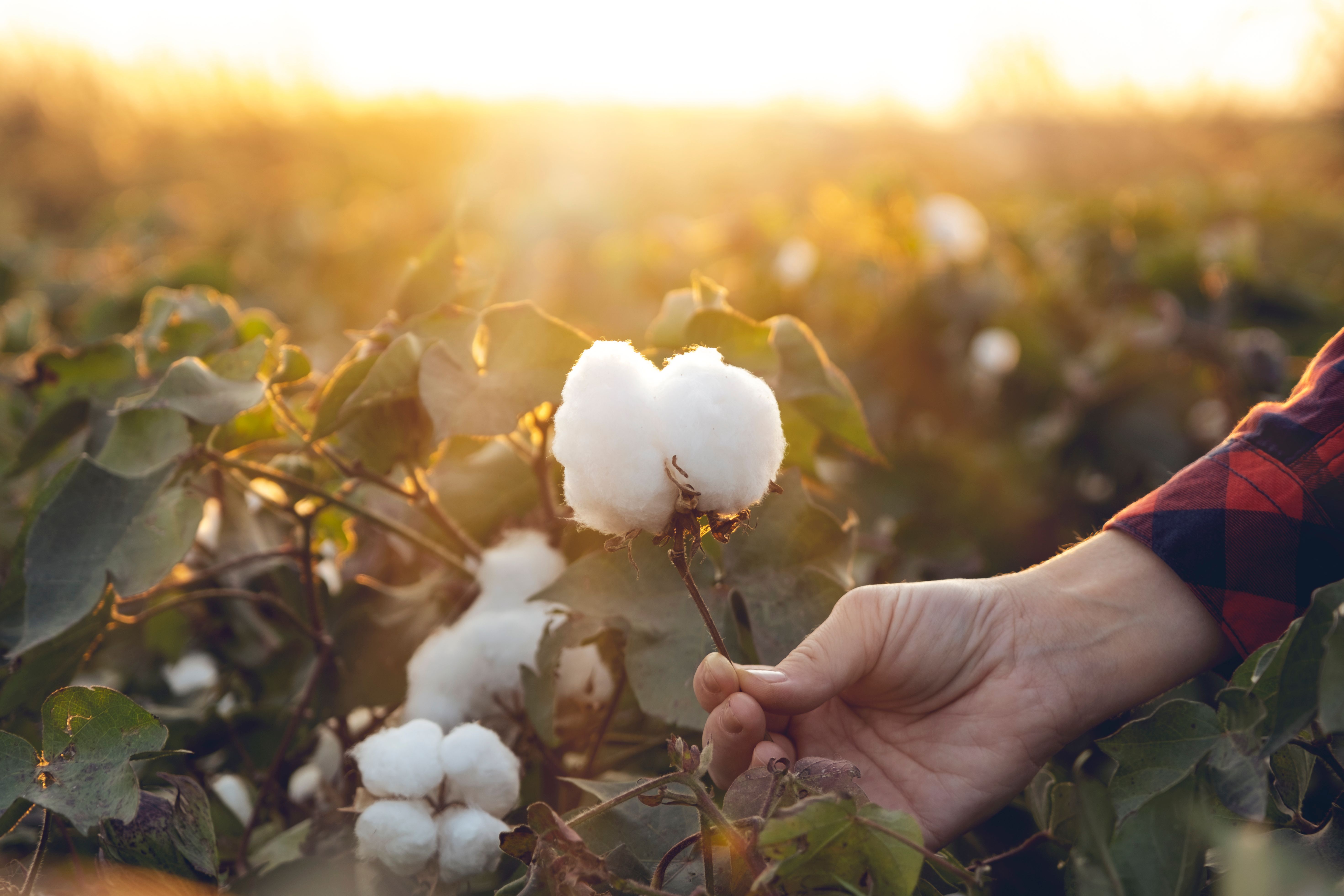cotton quality control