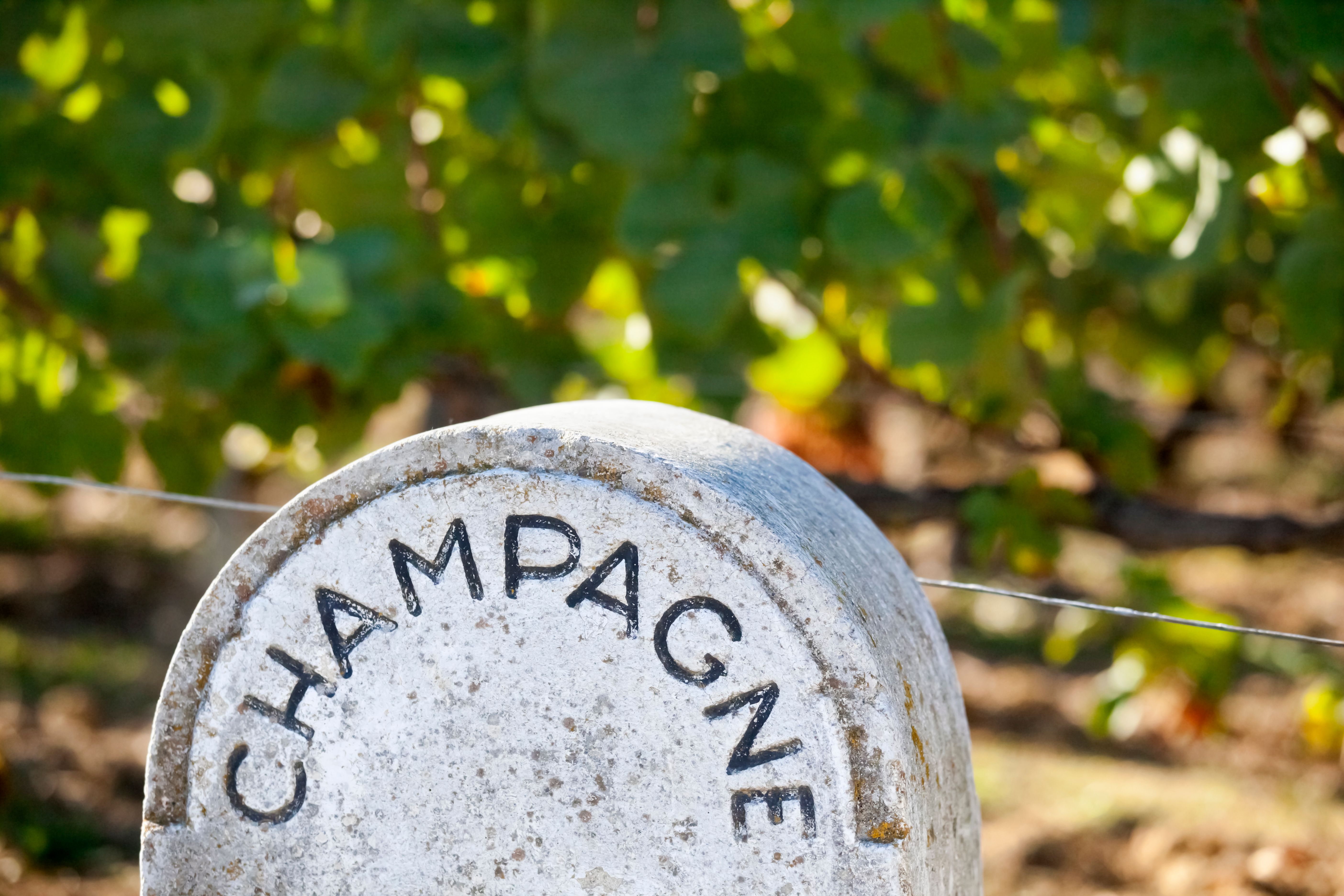 champagne vineyard