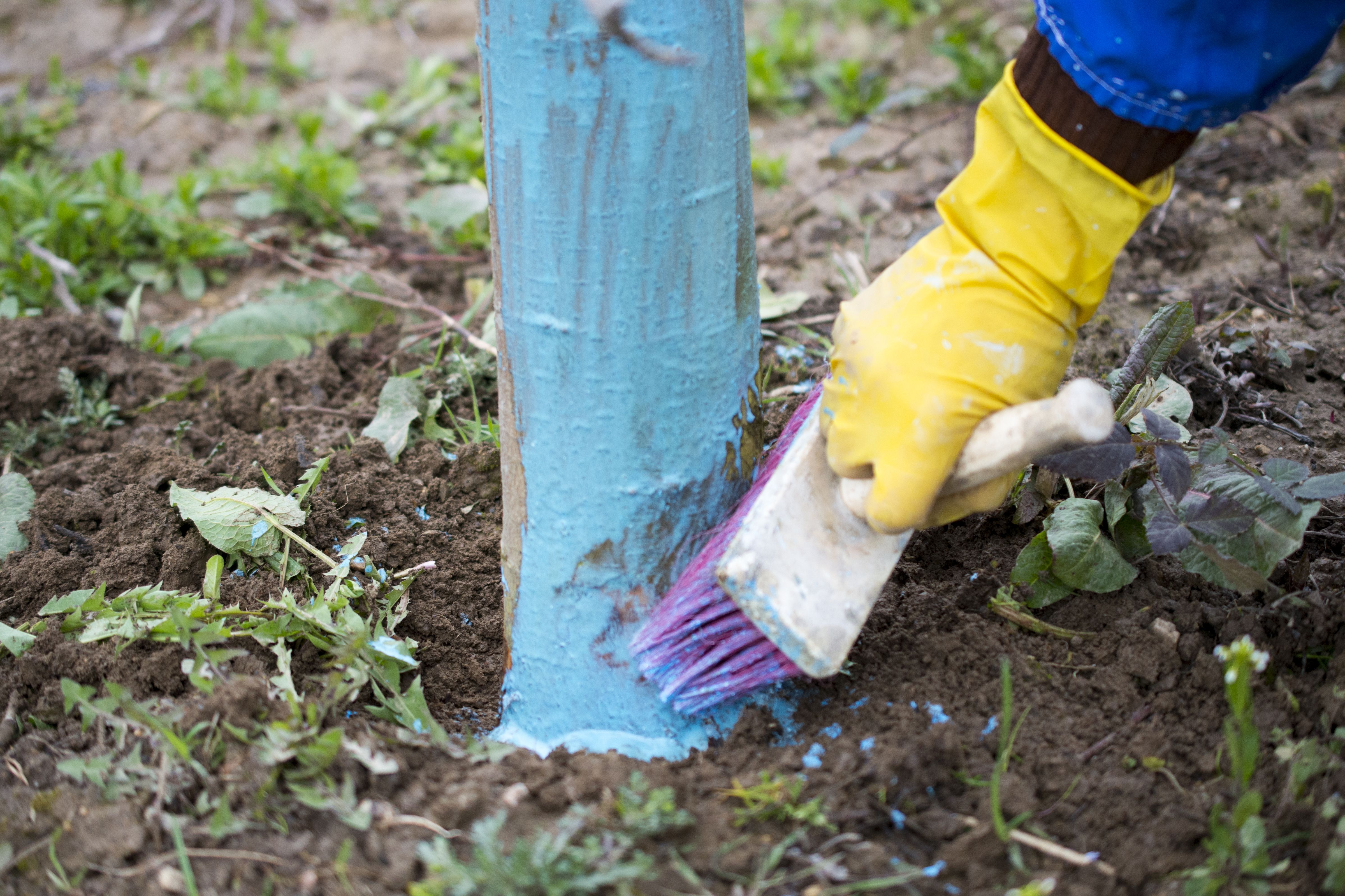 copper sulphate agriculture