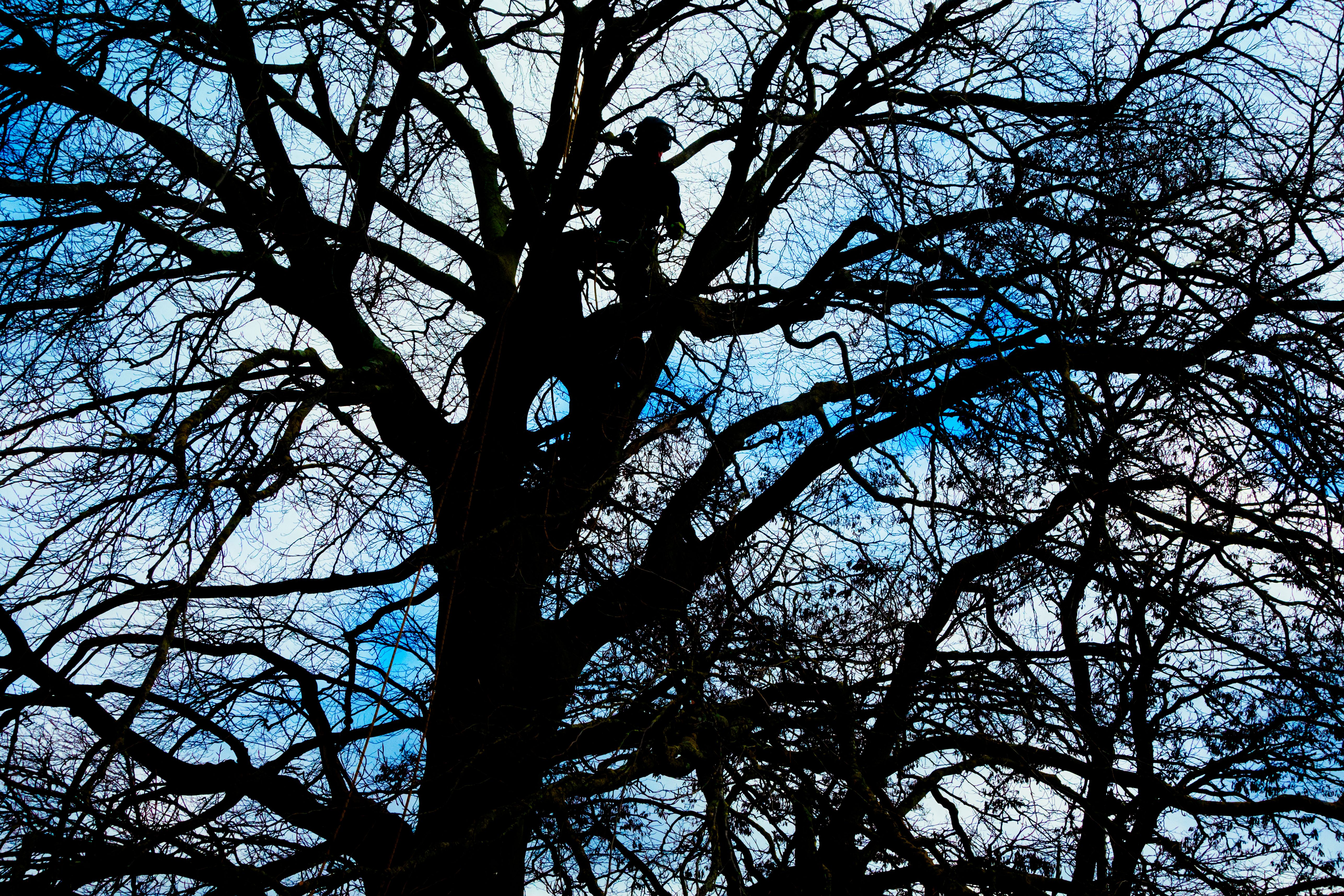 experienced arborist