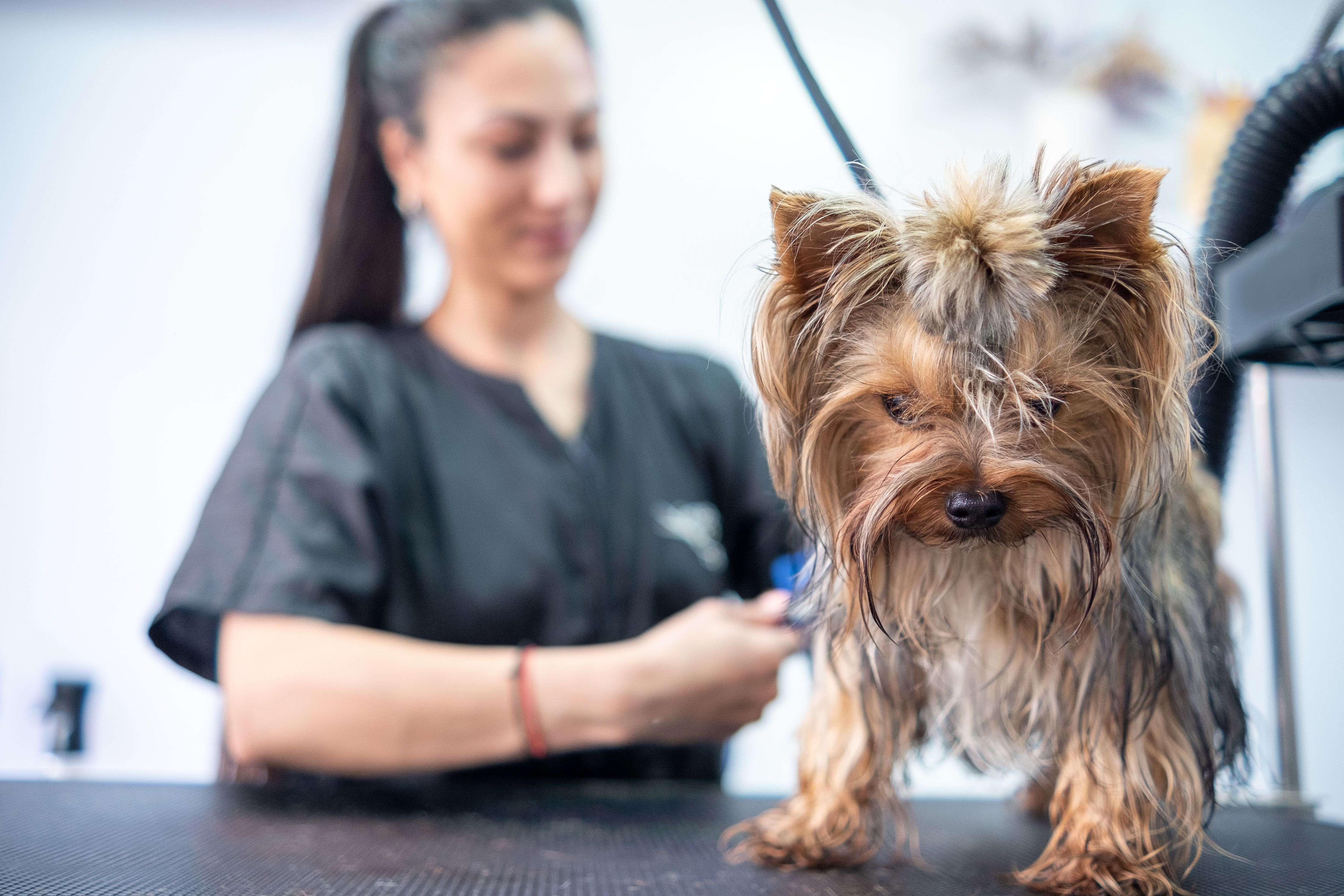 A female groomer combs a Yorkshire terrier in a grooming salon A female groomer combs a Yorkshire terrier in a grooming salon