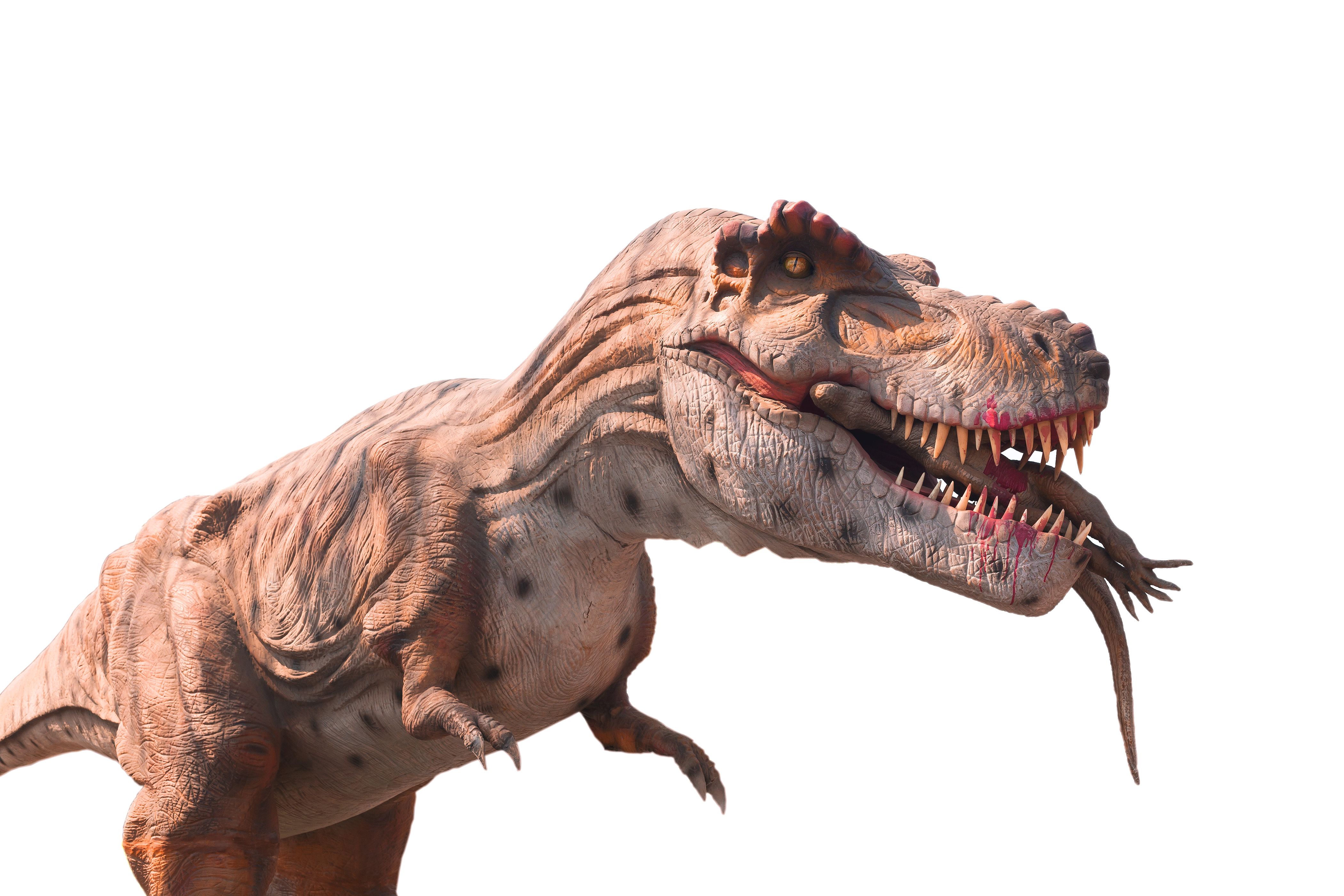 T-Rex on white background