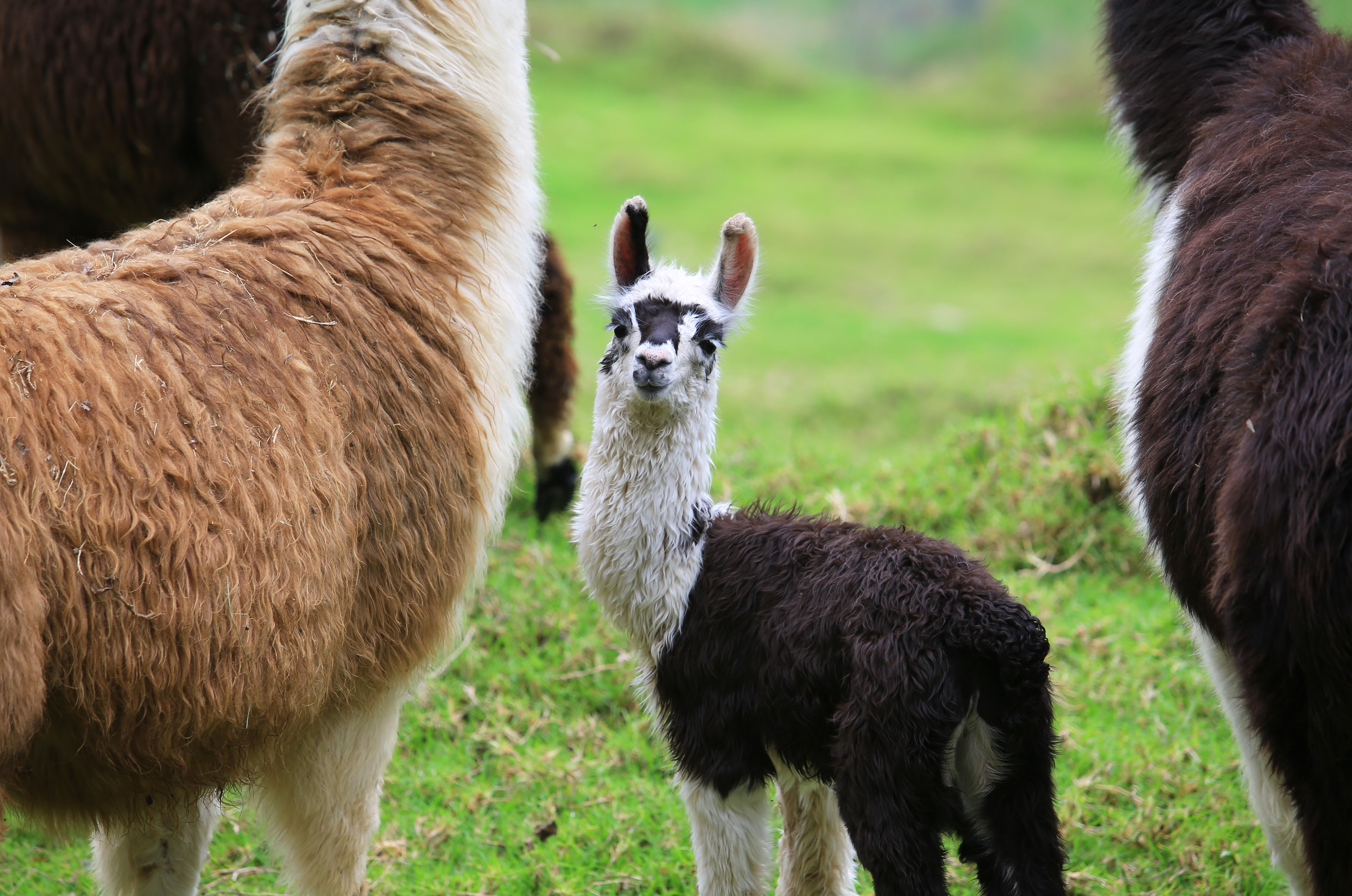 Alpaca baby with his mother