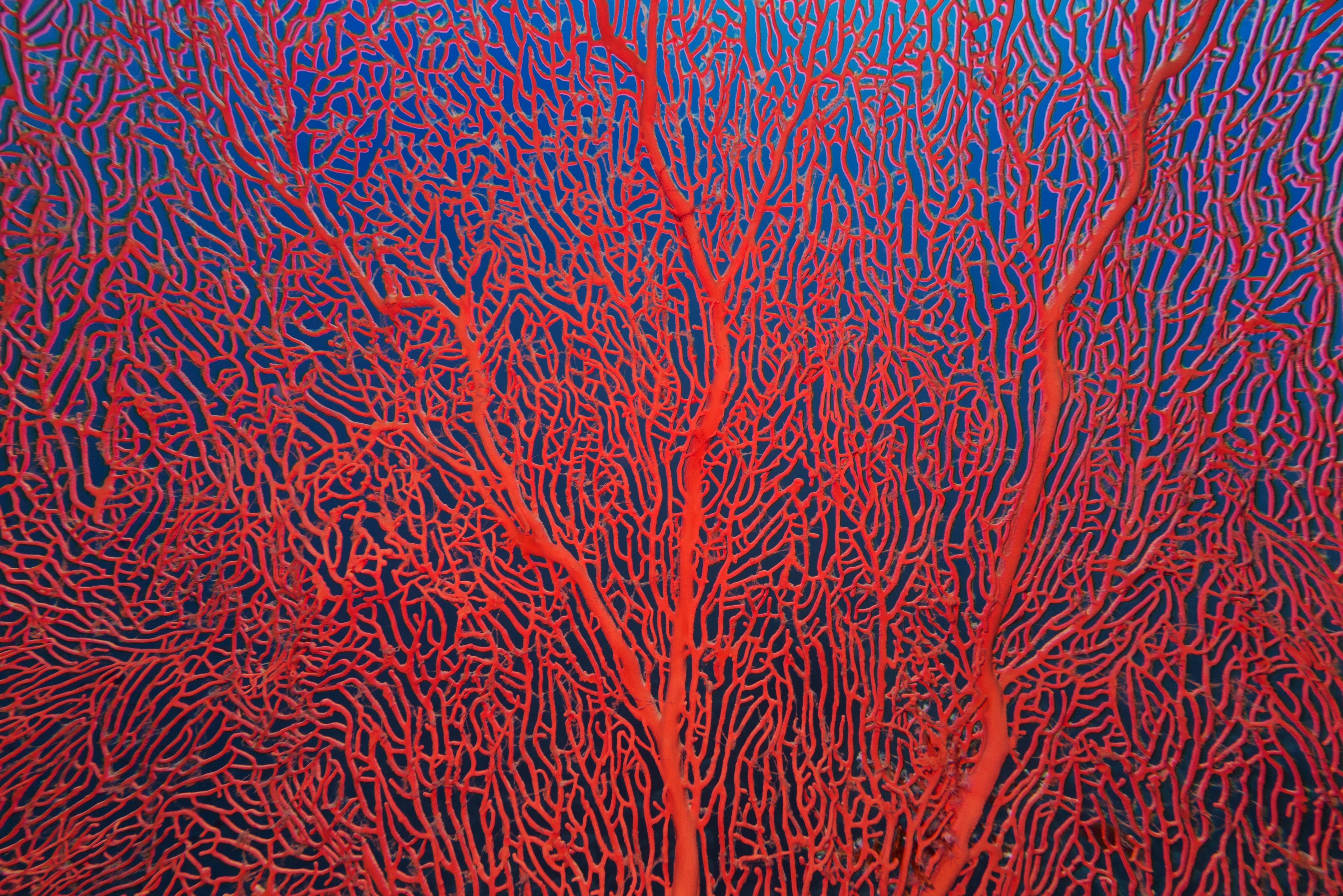 marine ecosystem