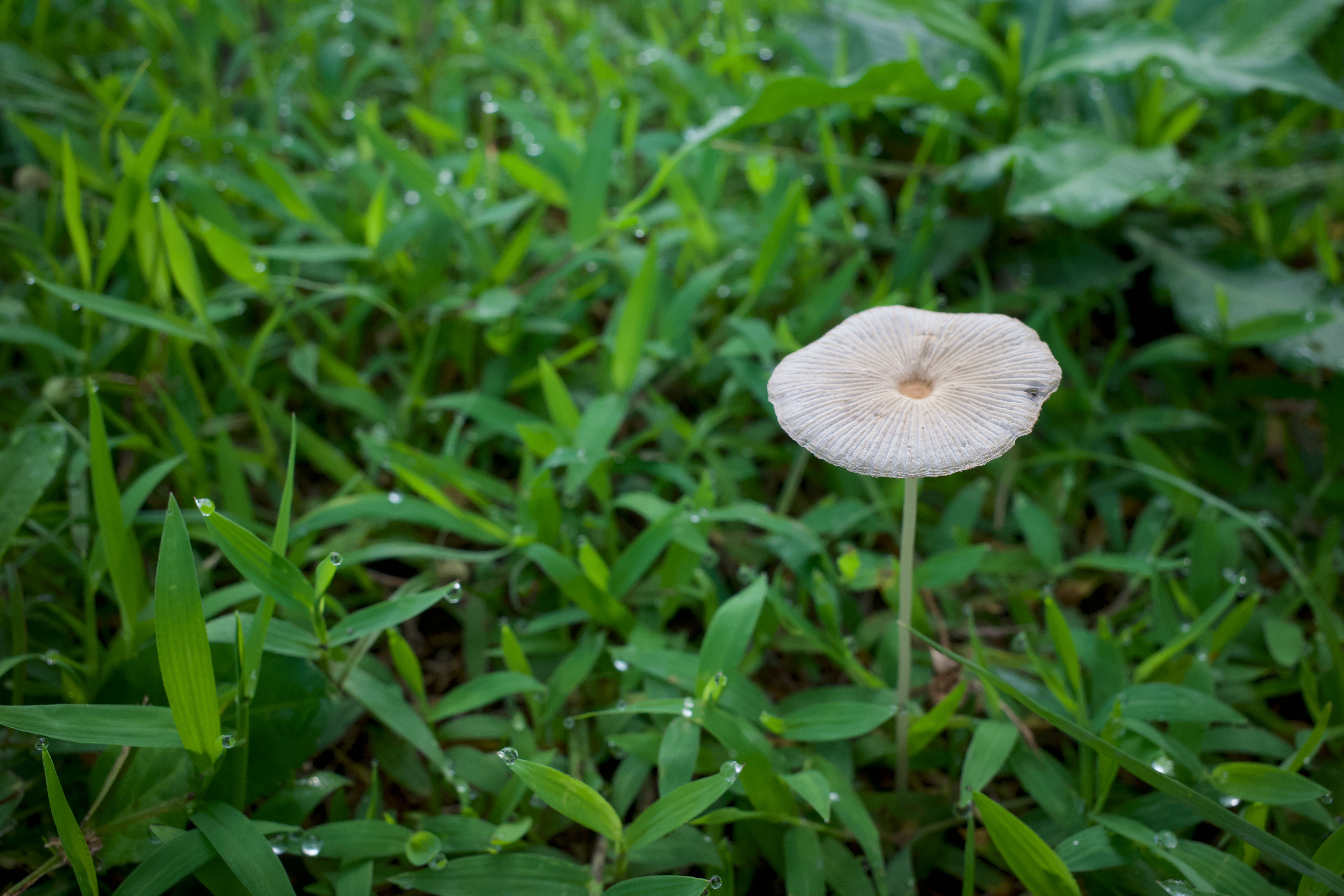 backyard mushroom garden