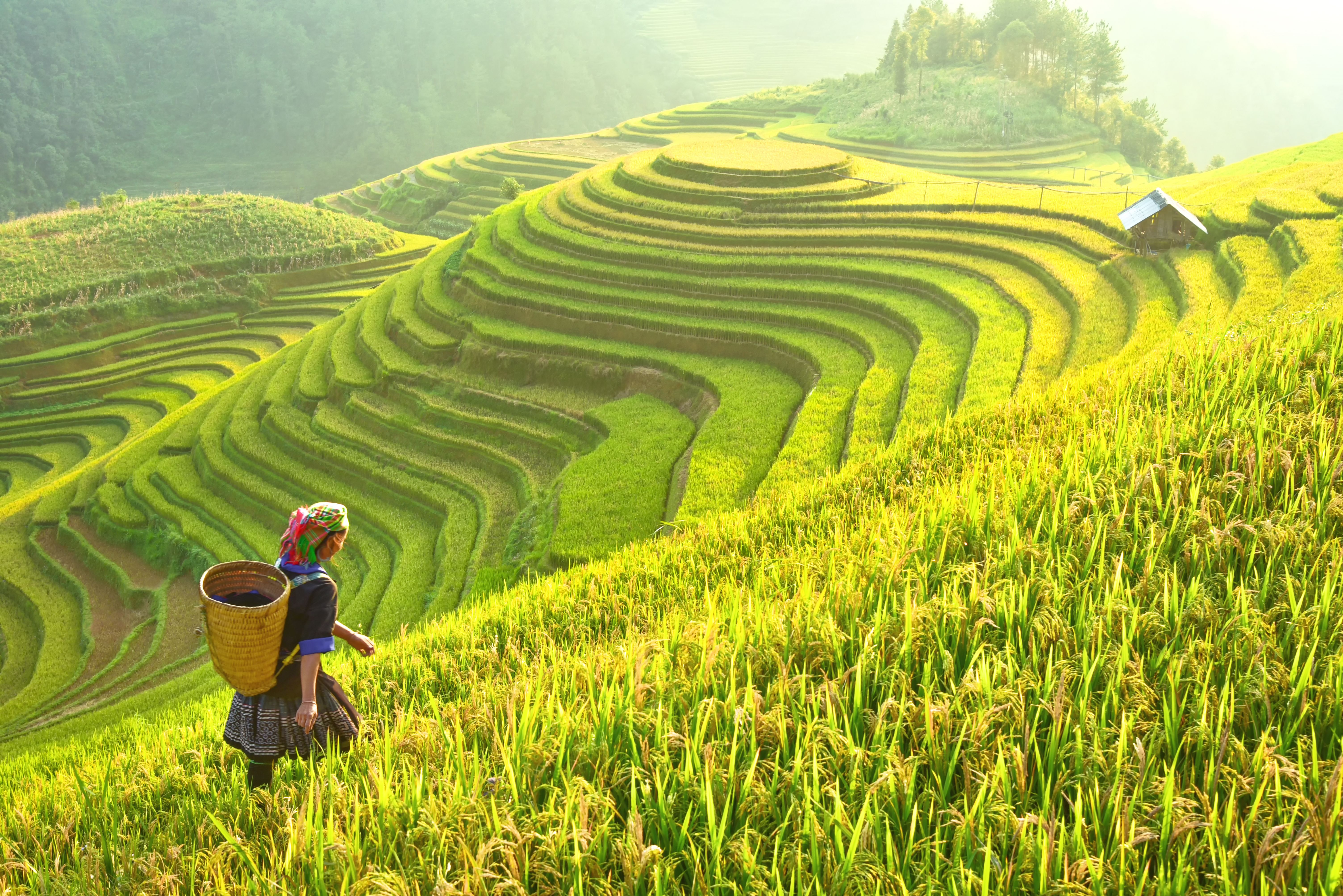bali landscape