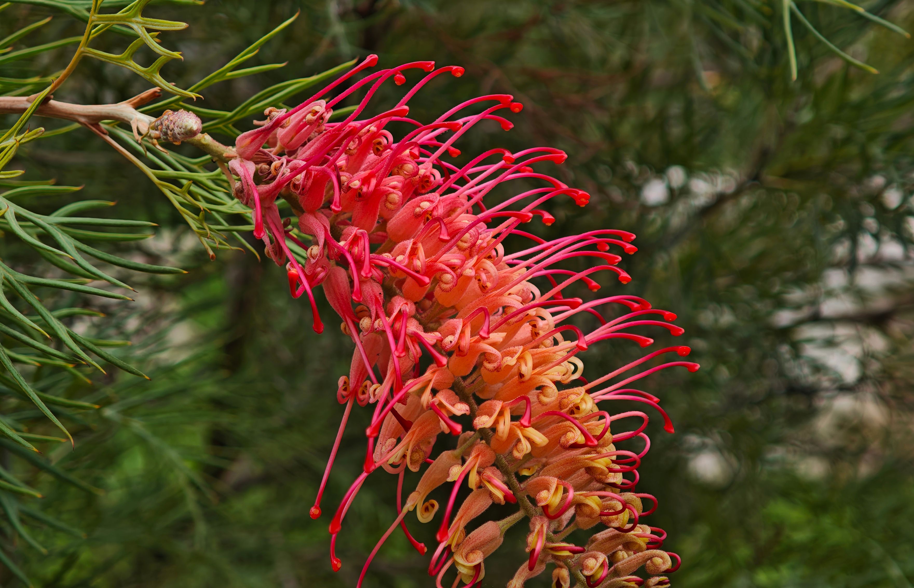 grevillea flower