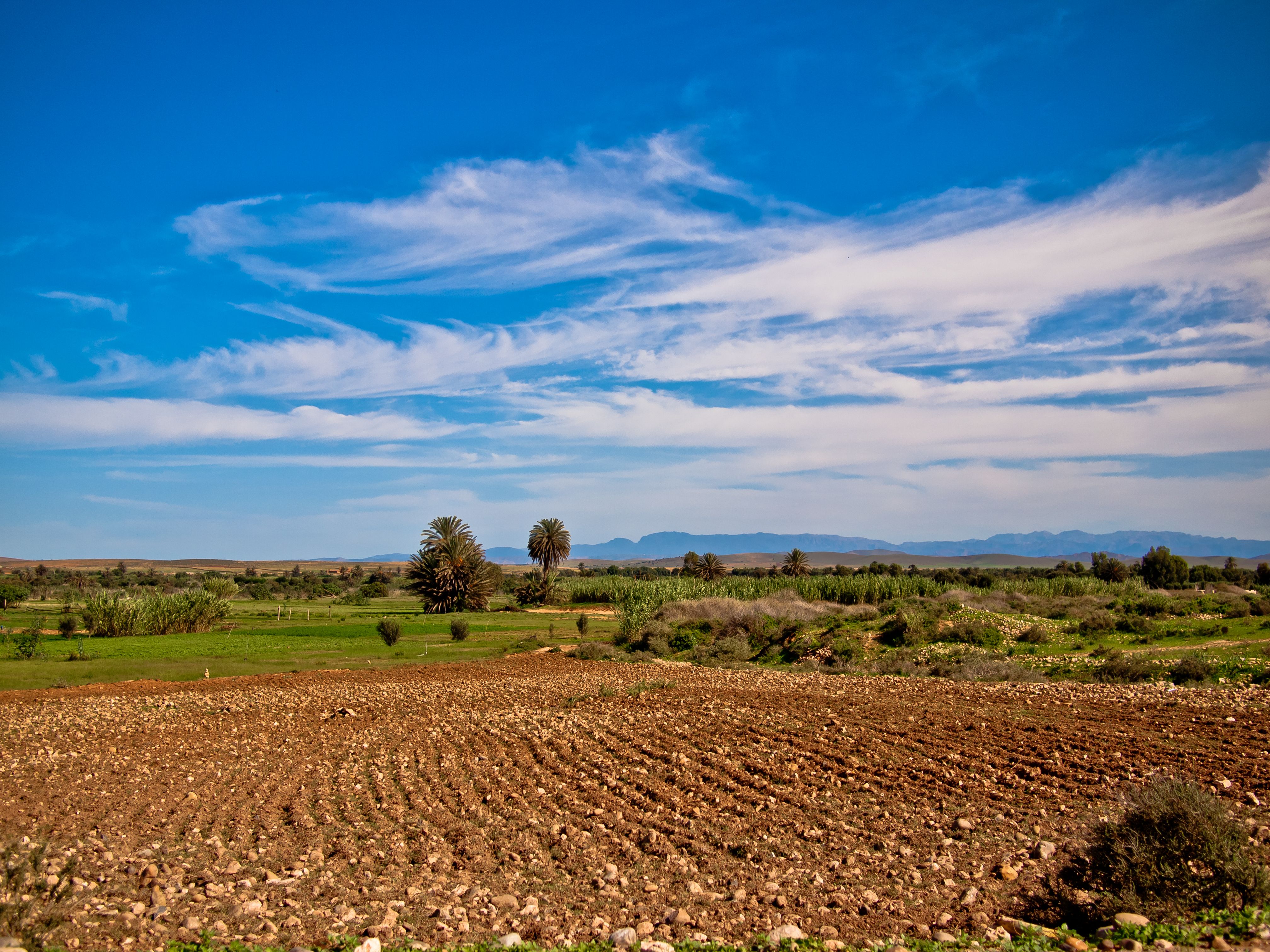 morocco cotton fields