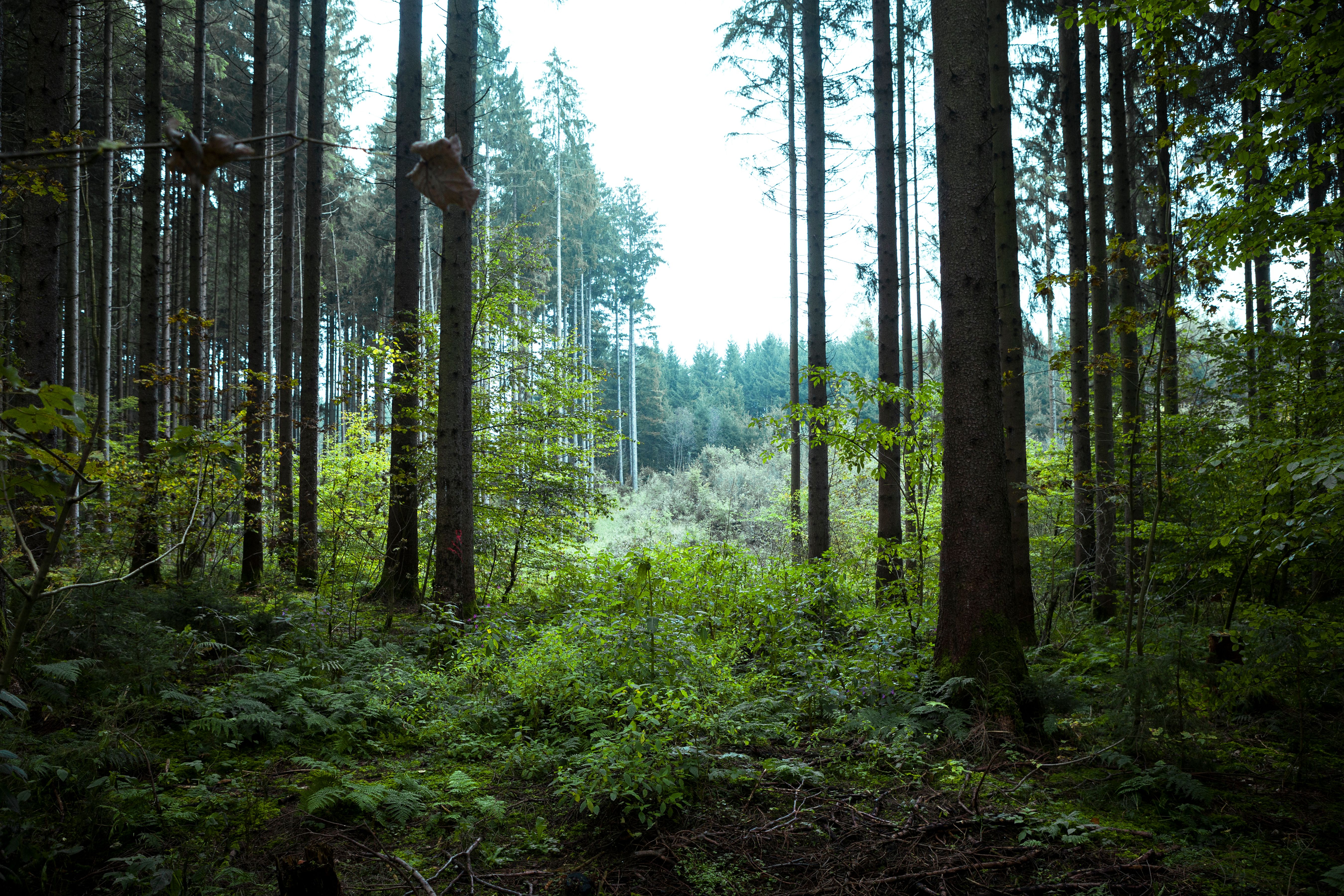 Horgener forest