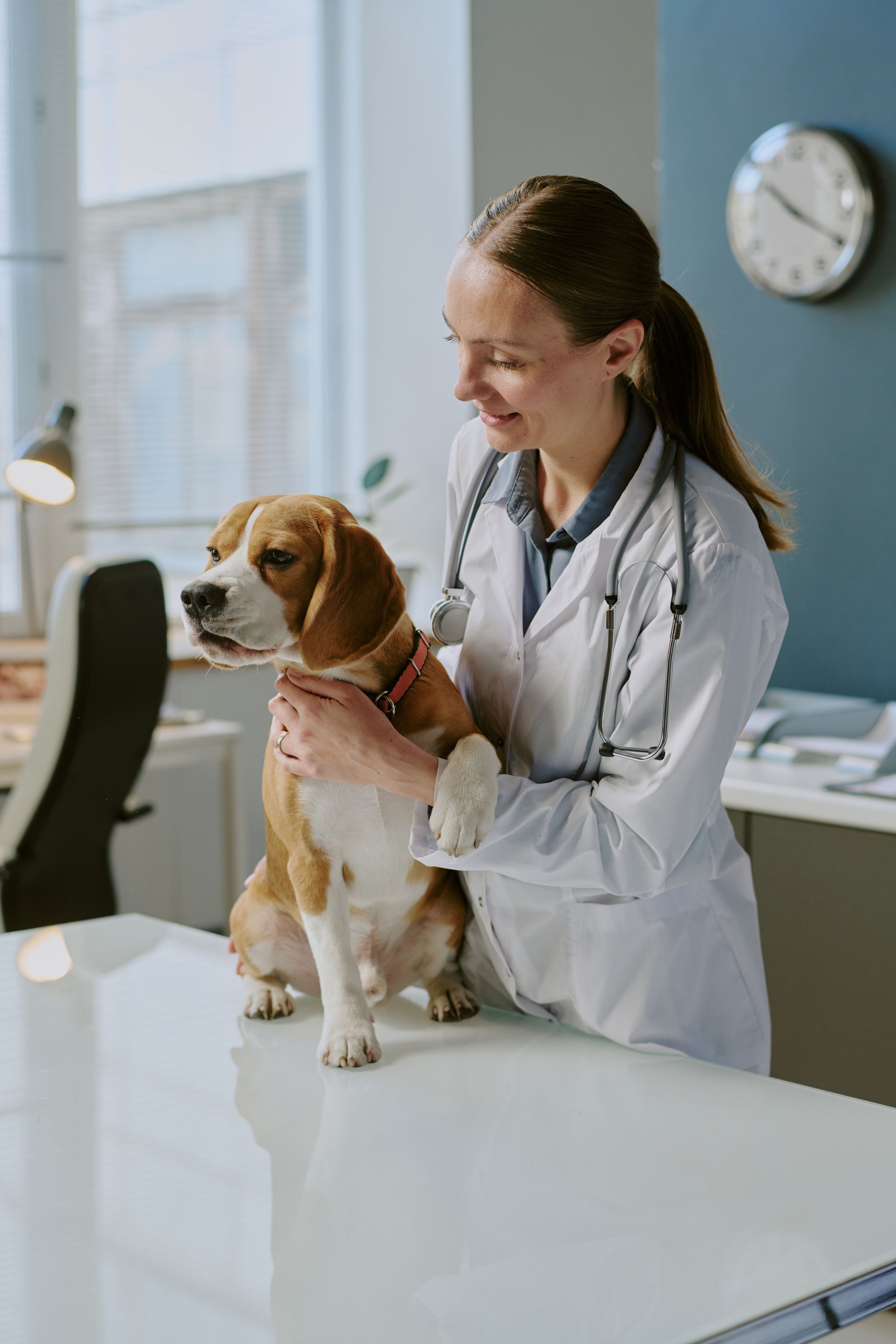 dog with vet