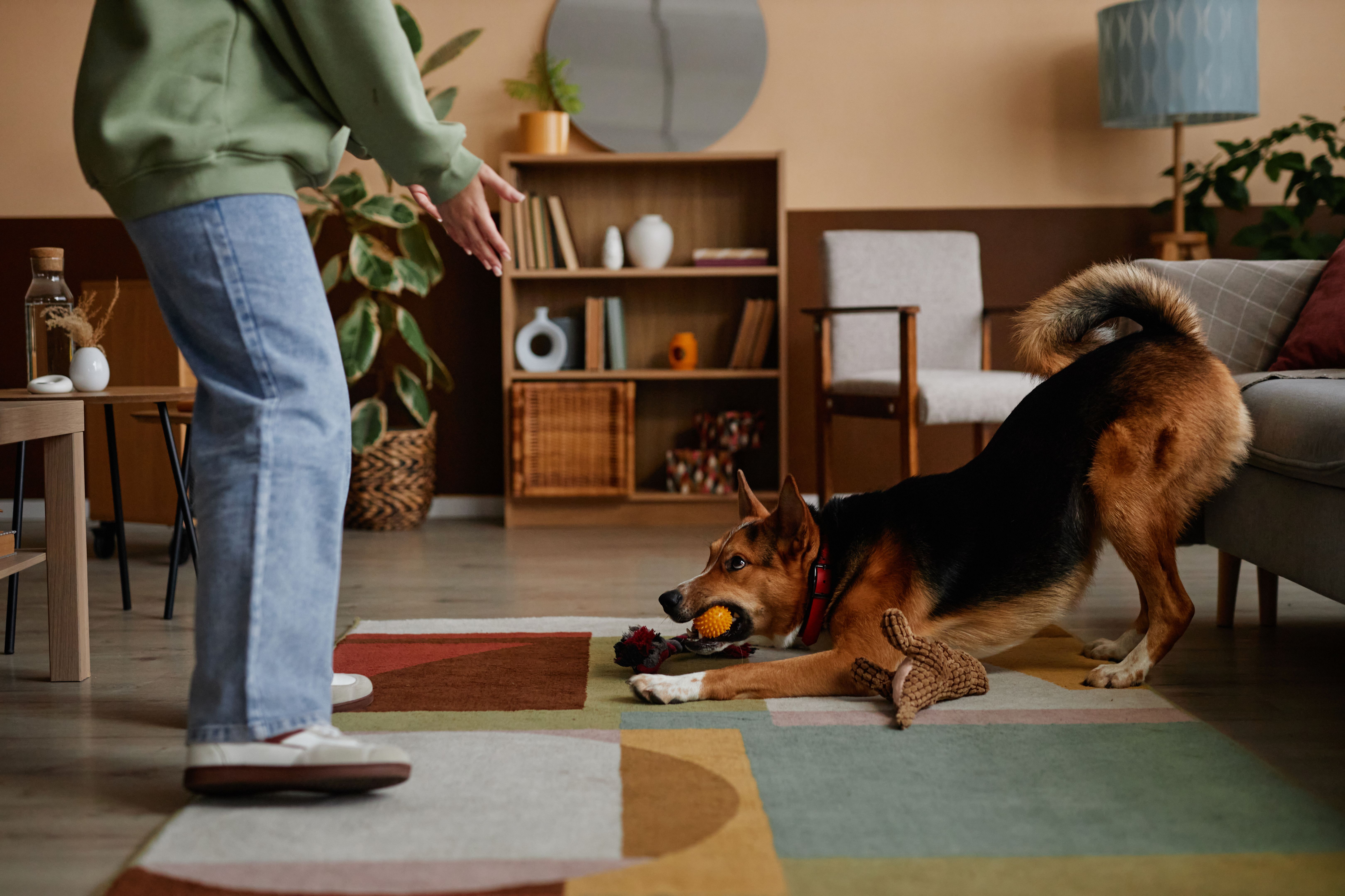 dog playing indoors