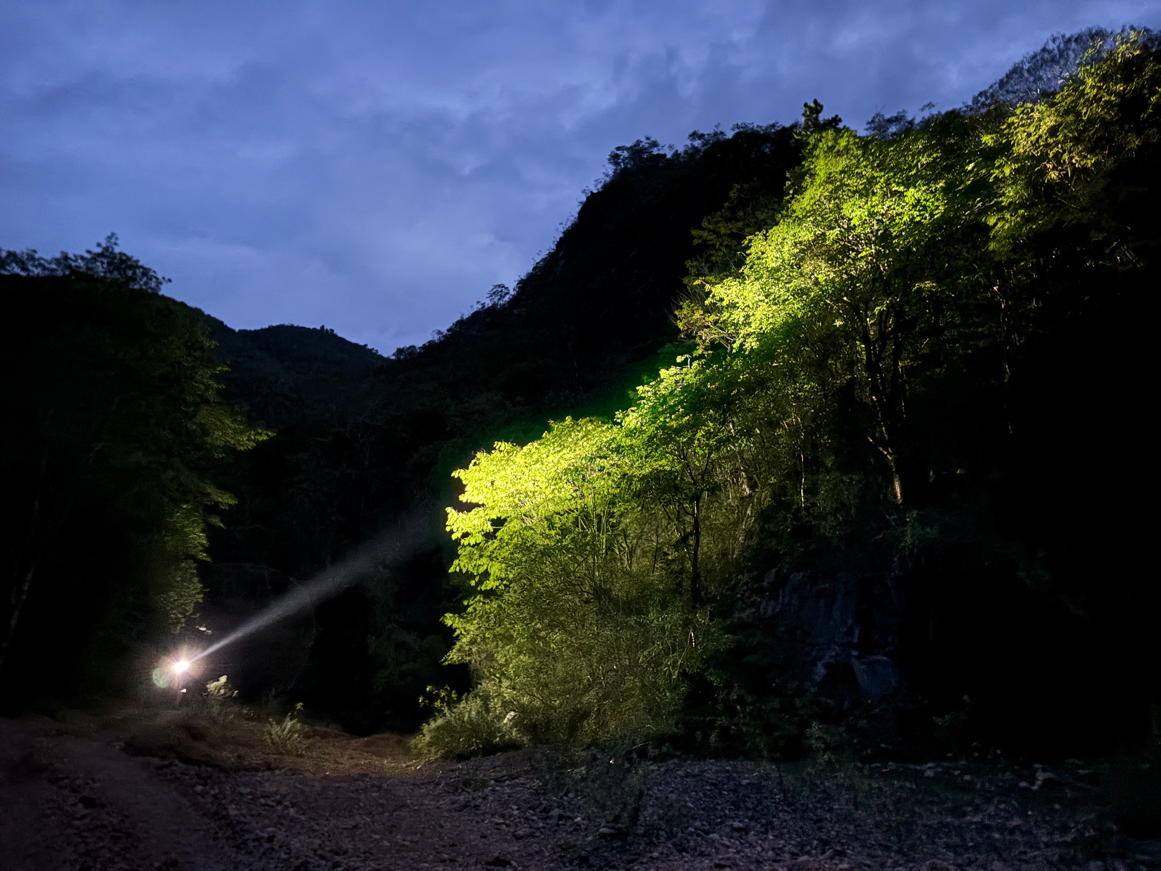 flashlight rainforest