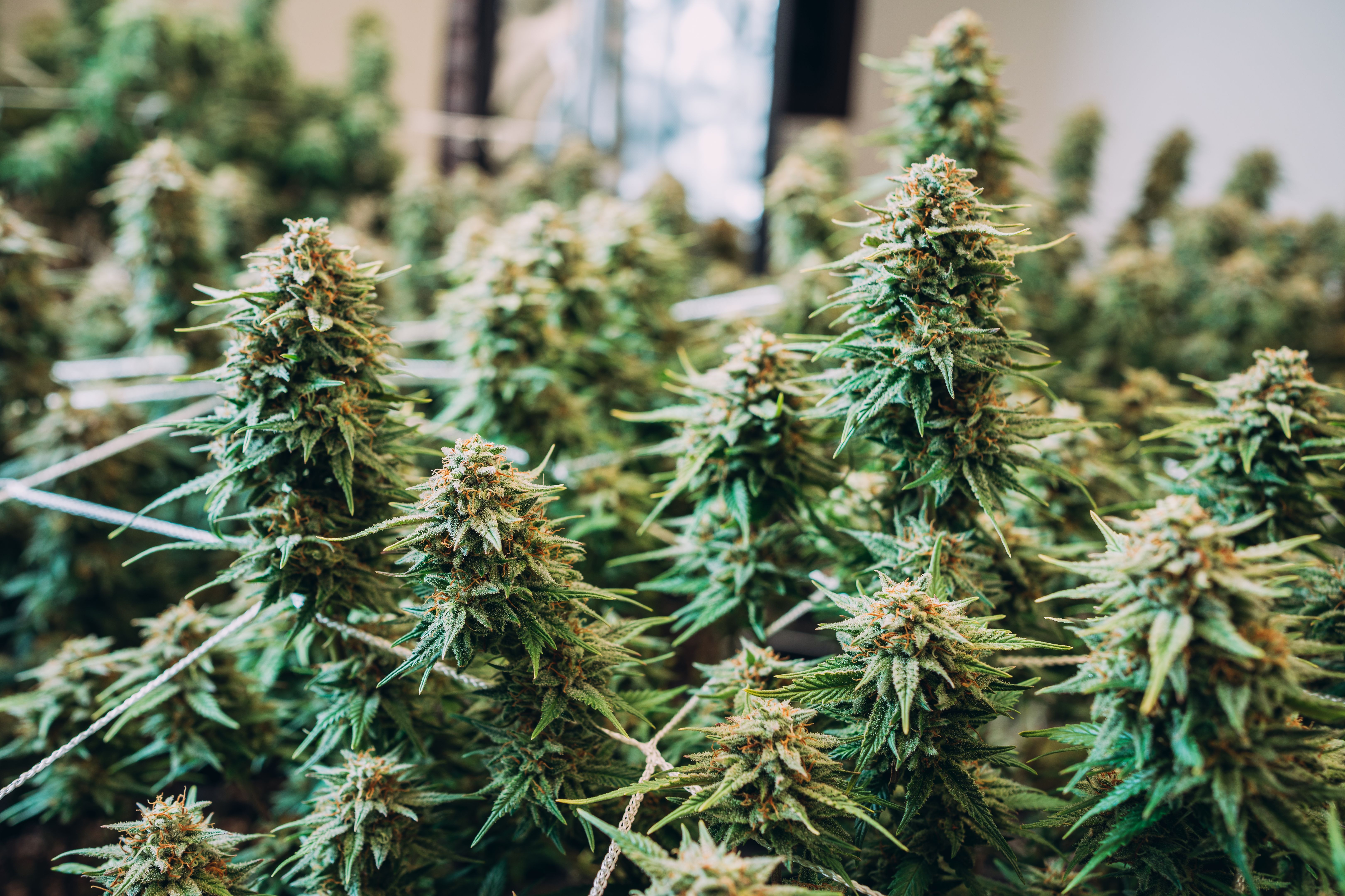 indoor cannabis farm