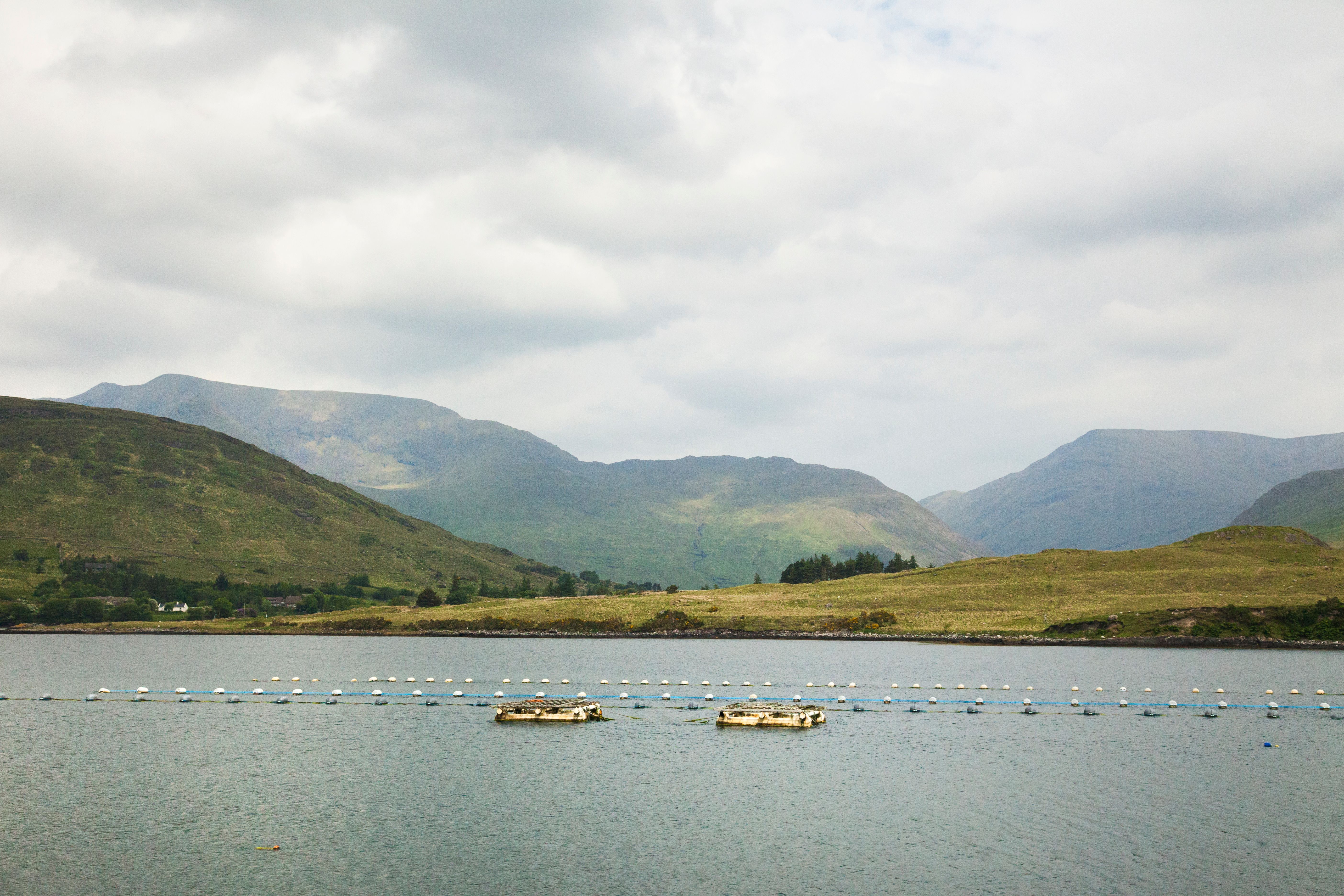 irish aquaculture