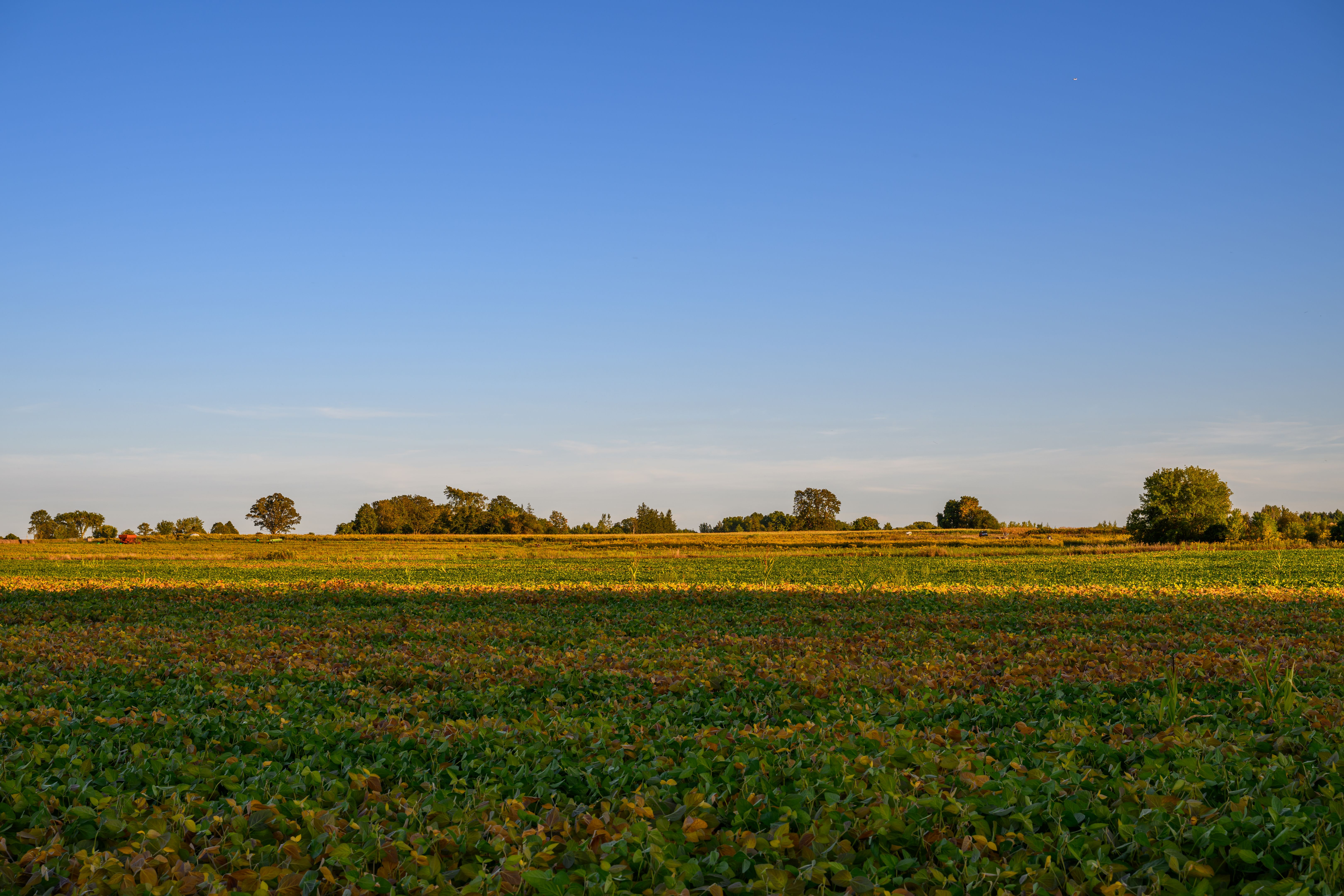 local business Savannah