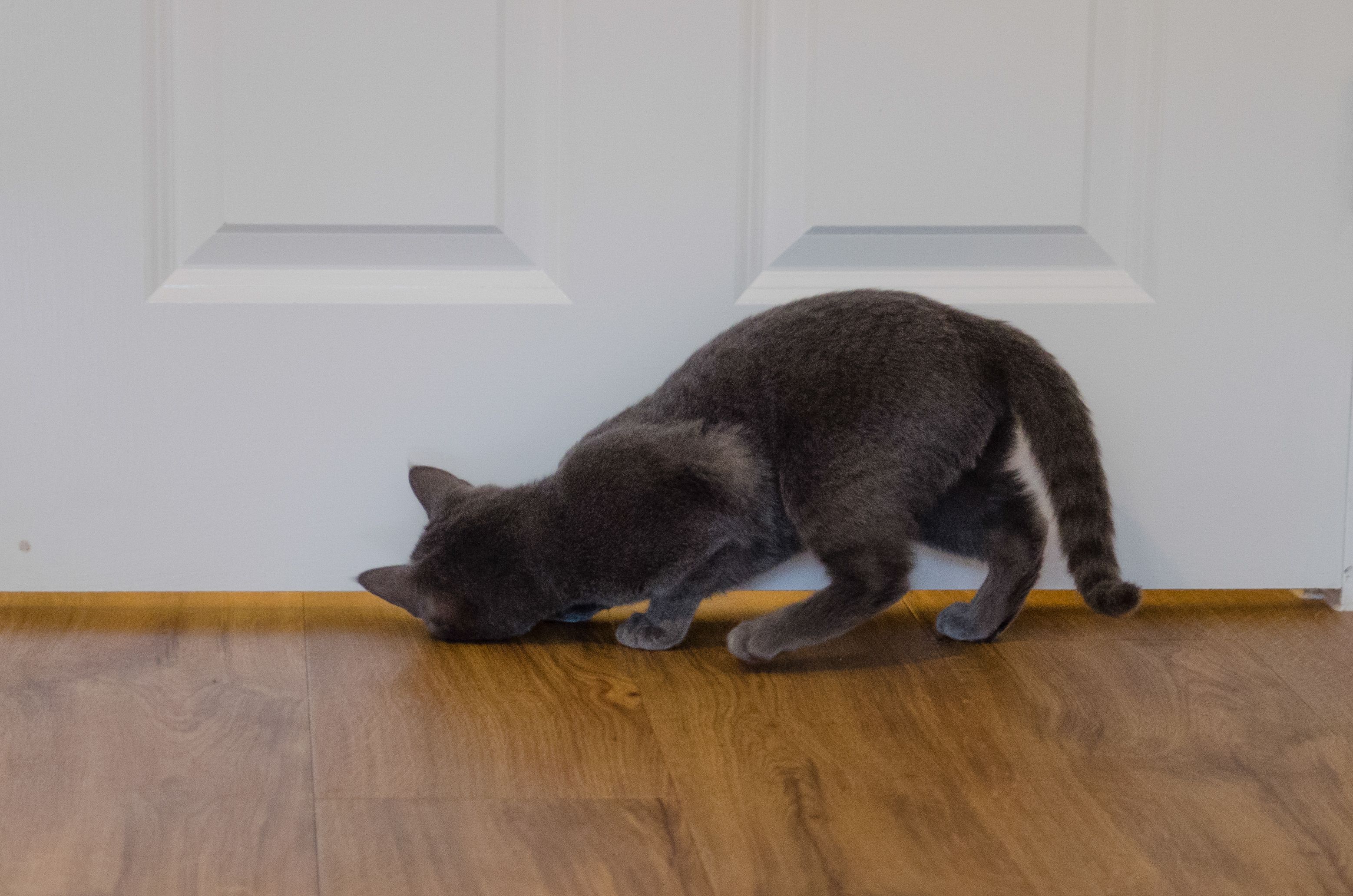 Portrait of Russian Blue breed of cat: curious kitten looking under door Portrait of Russian Blue breed of cat: curious kitten looking under door