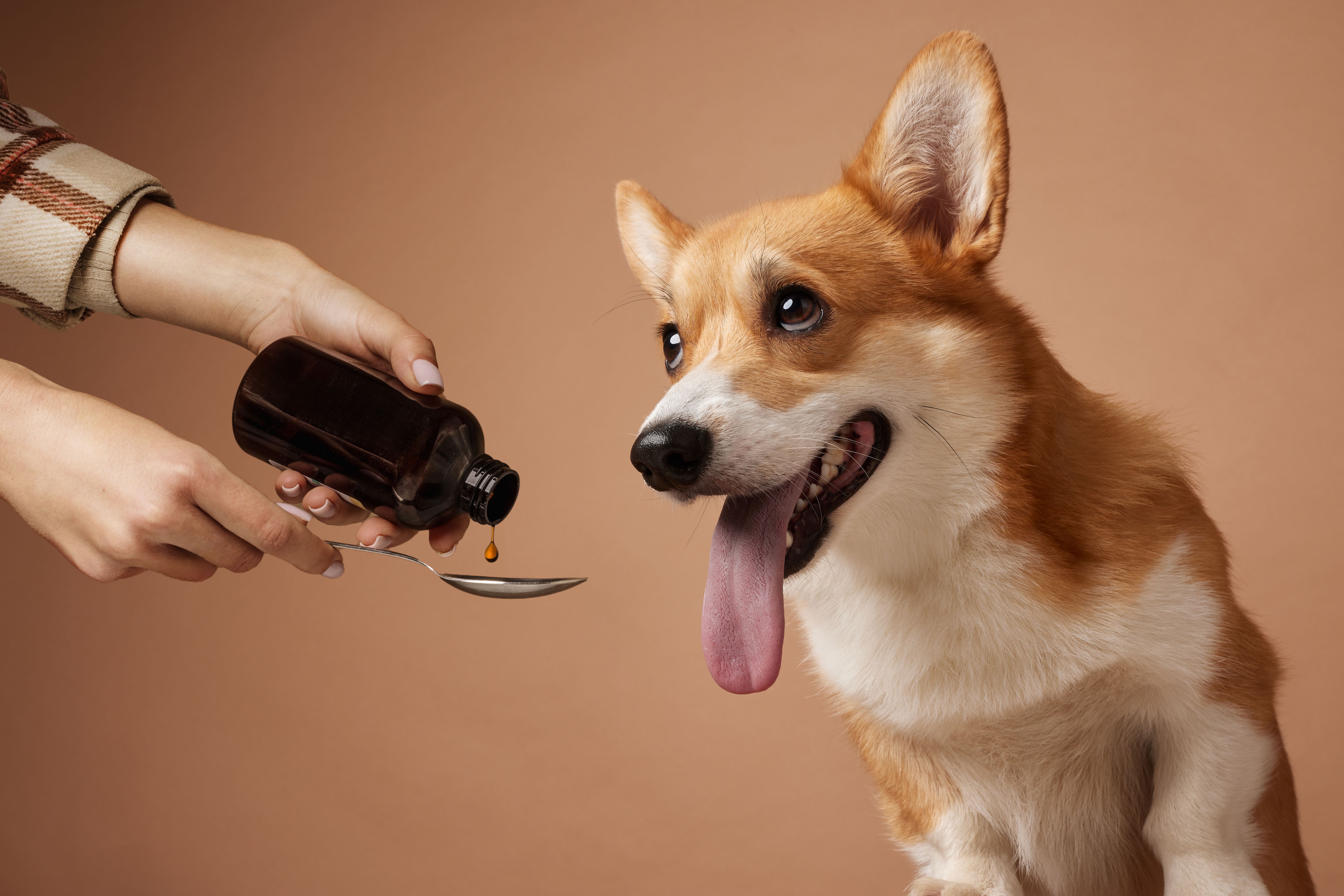 herbal remedies dogs