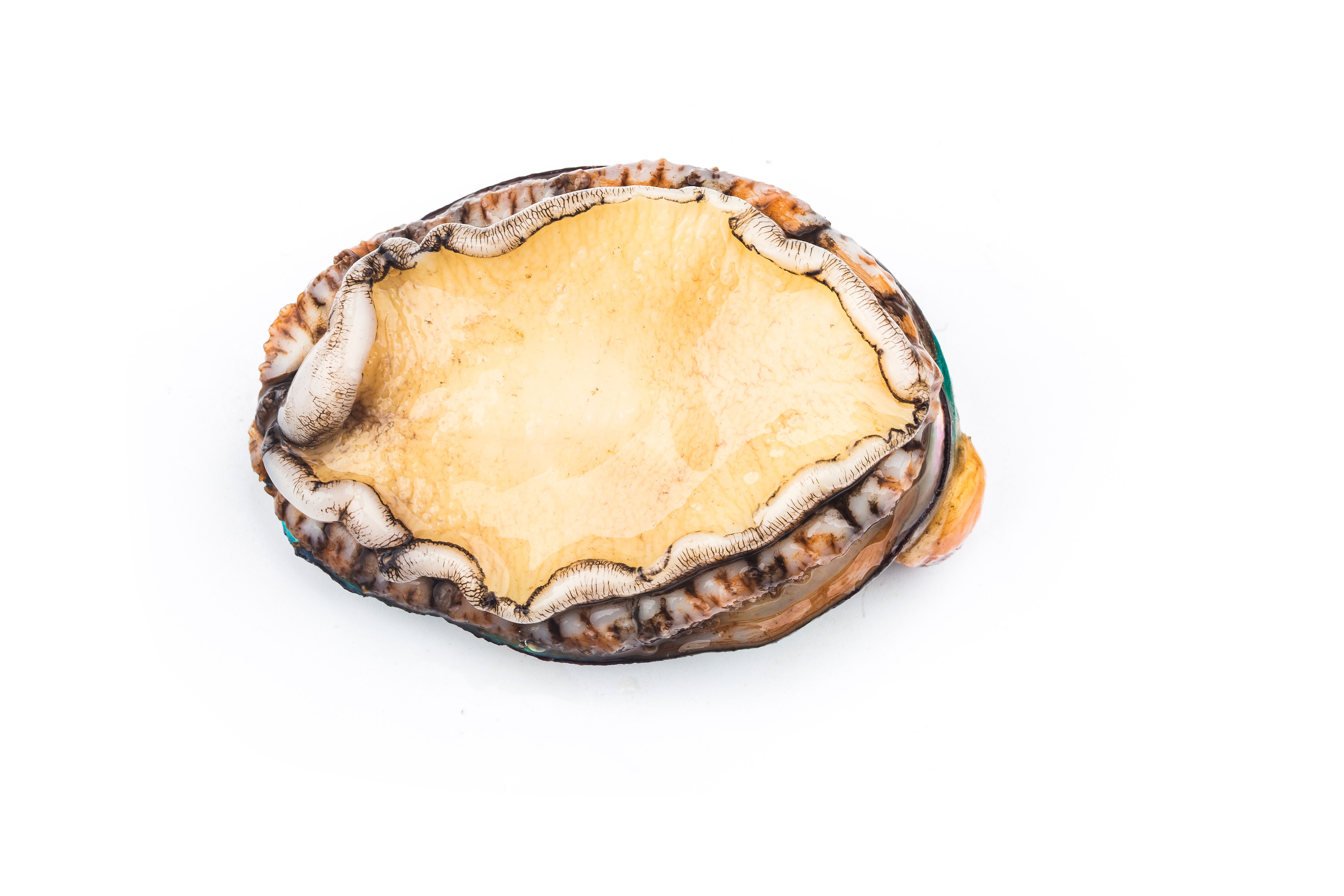 mexican abalone