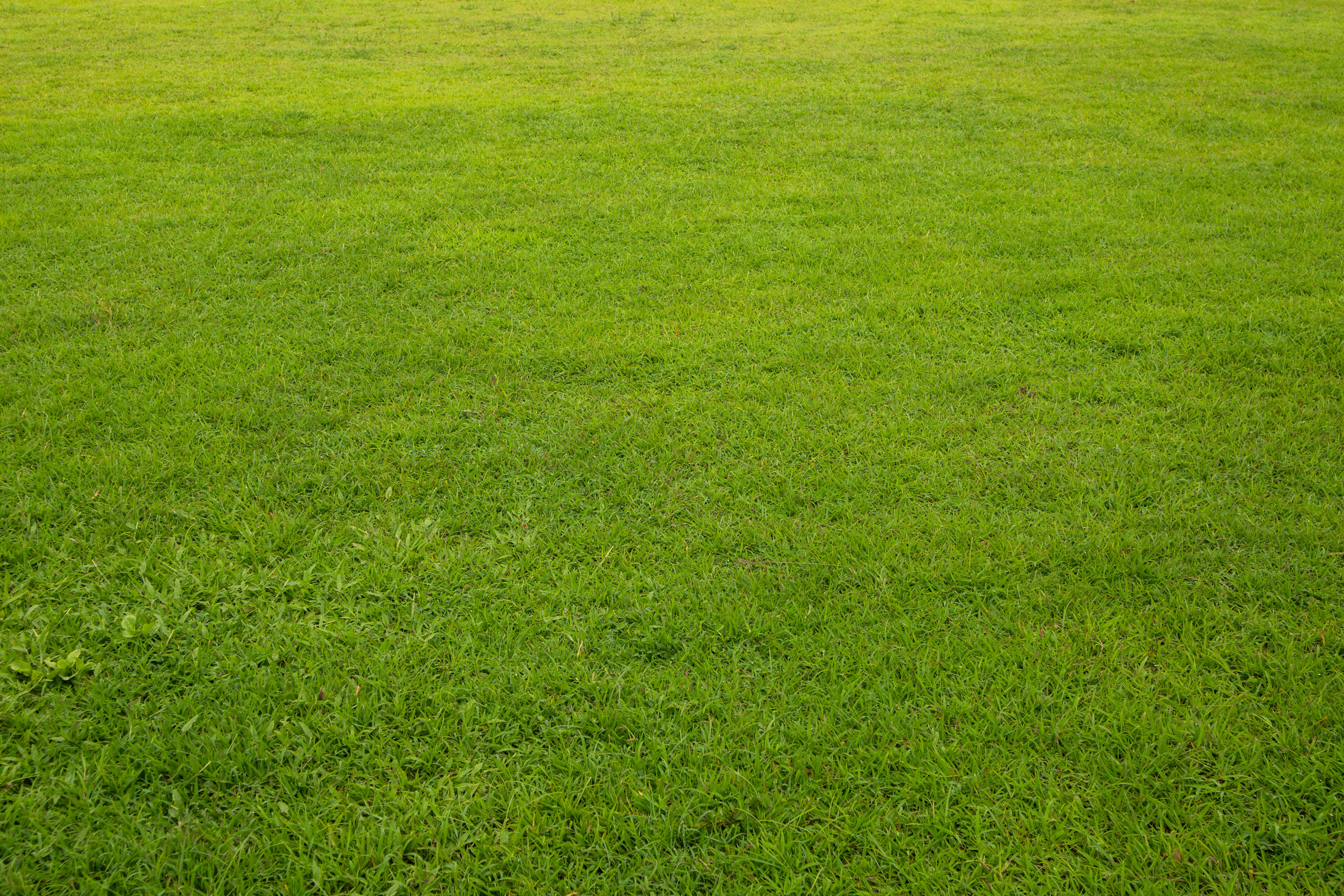 traditional grass lawn