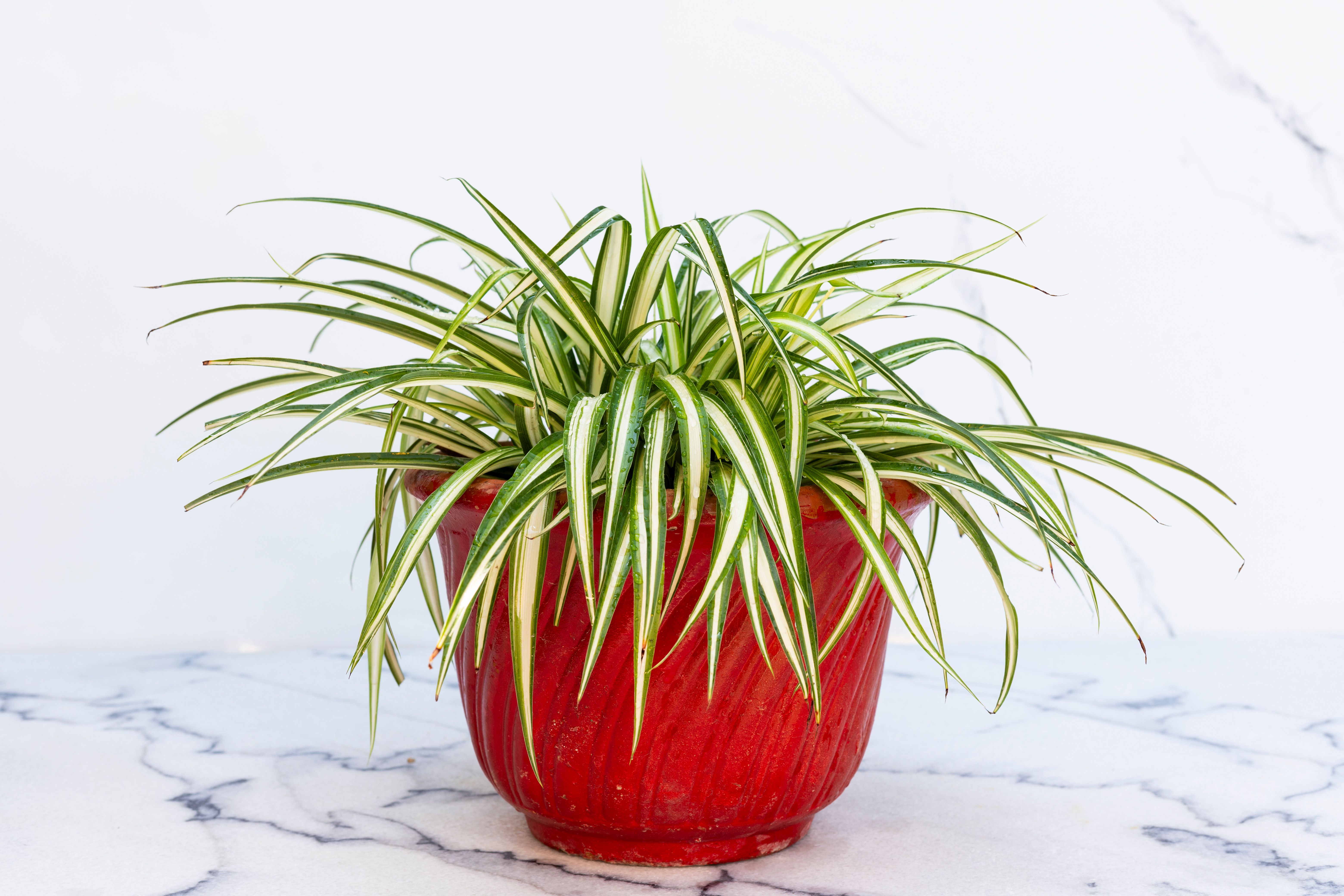 variegated chlorophytum comosum (spider grass ) plant in a red clay pot on marble surface variegated chlorophytum comosum (spider grass ) plant in a red clay pot on marble surface