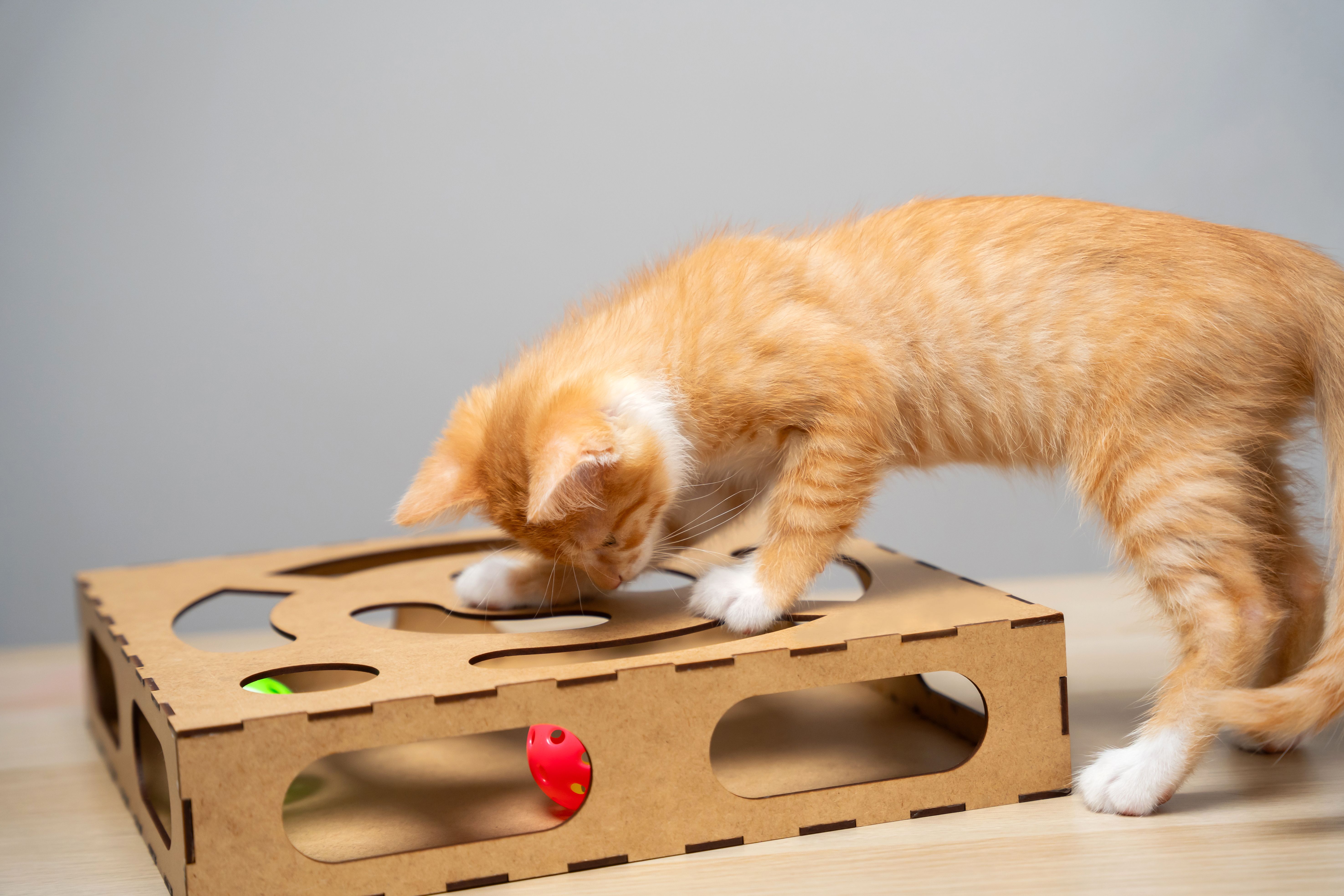 Beautiful funny playful domestic ginger kitten plays with a wooden toy with balls inside. A pet. Selective focus Beautiful funny playful domestic ginger kitten plays with a wooden toy with balls inside. A pet. Selective focus