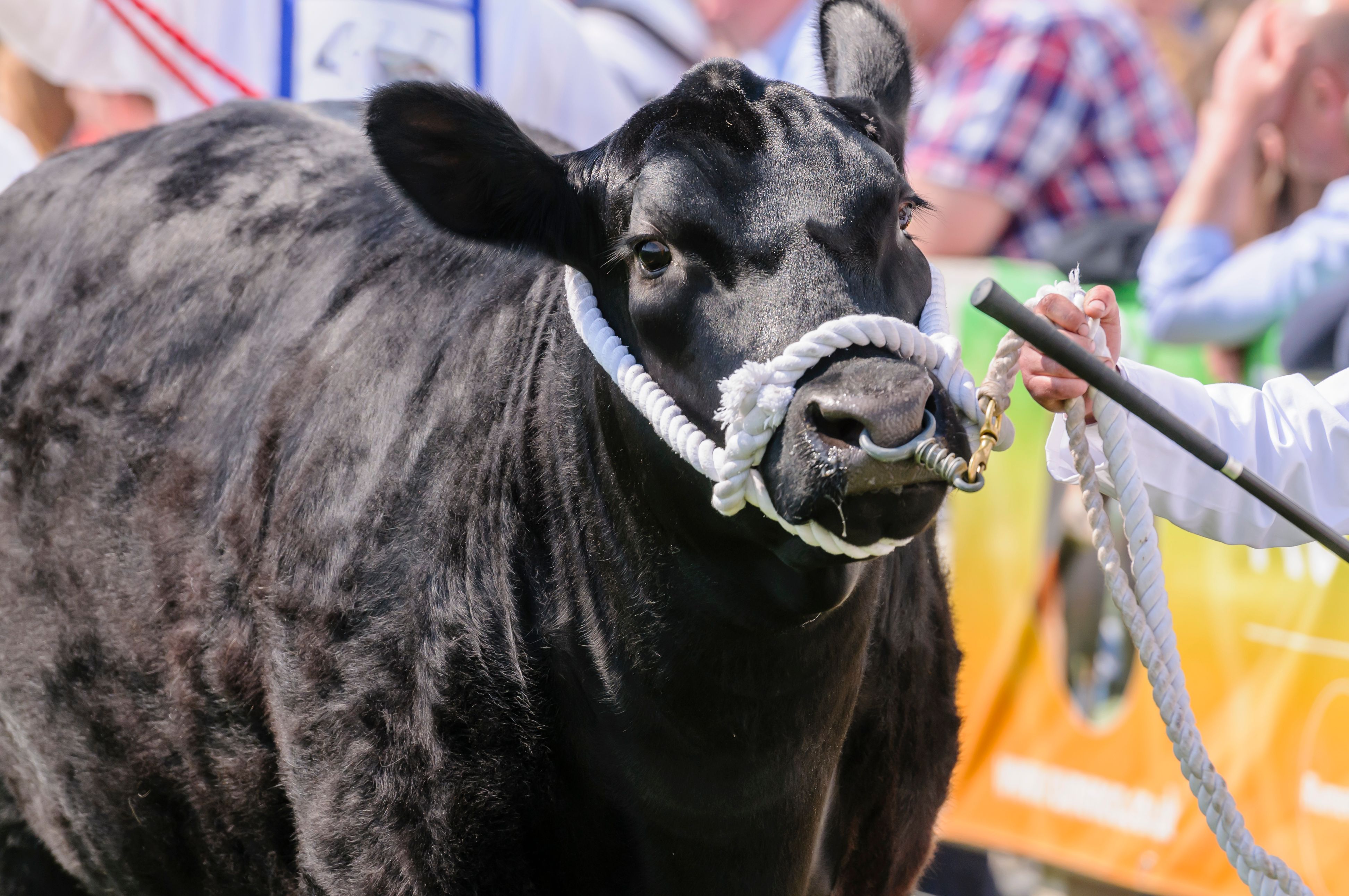 Handler shows an Aberdeen Angus cattle cow breed at an agricultural shows.