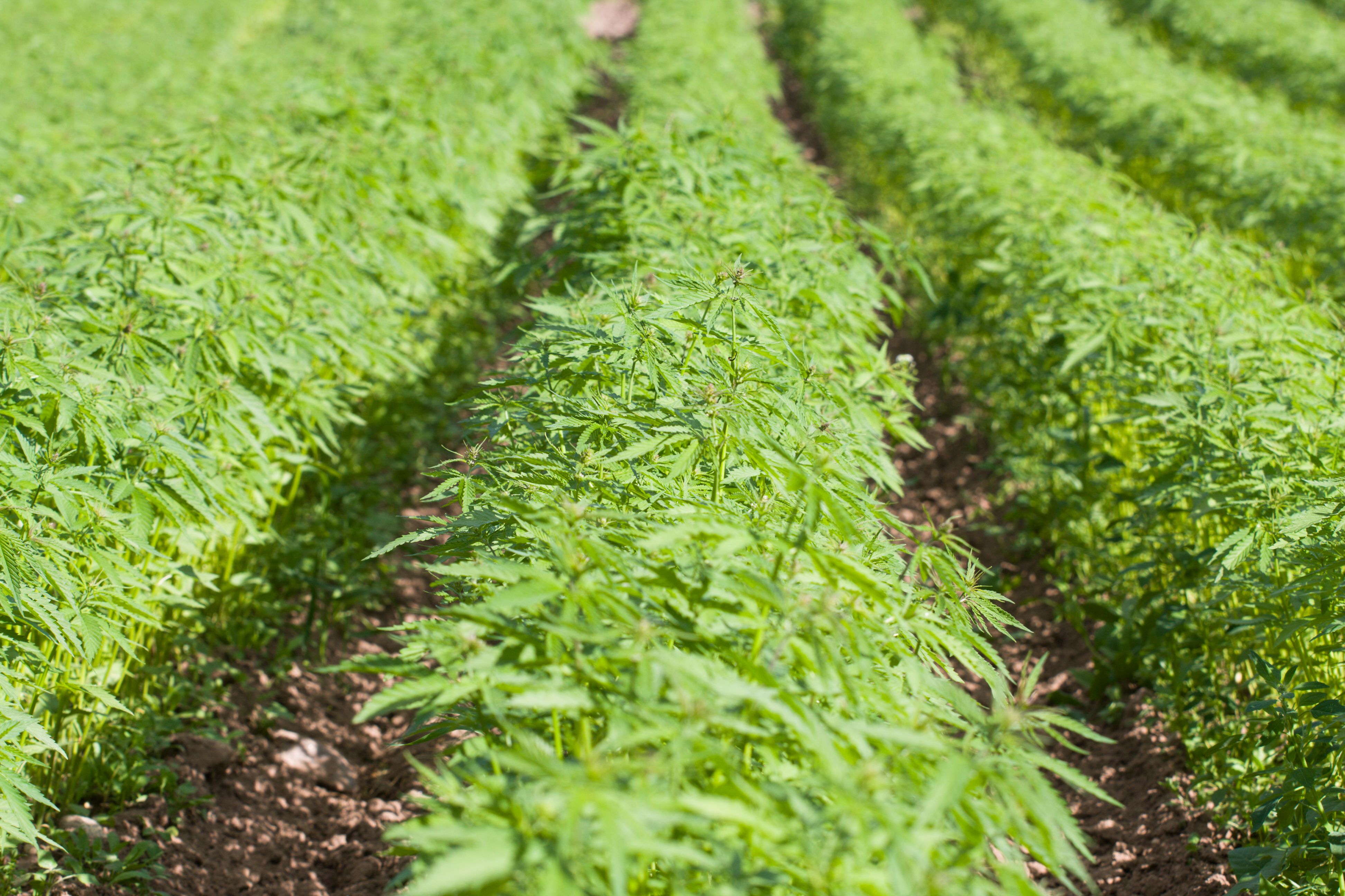 hemp field