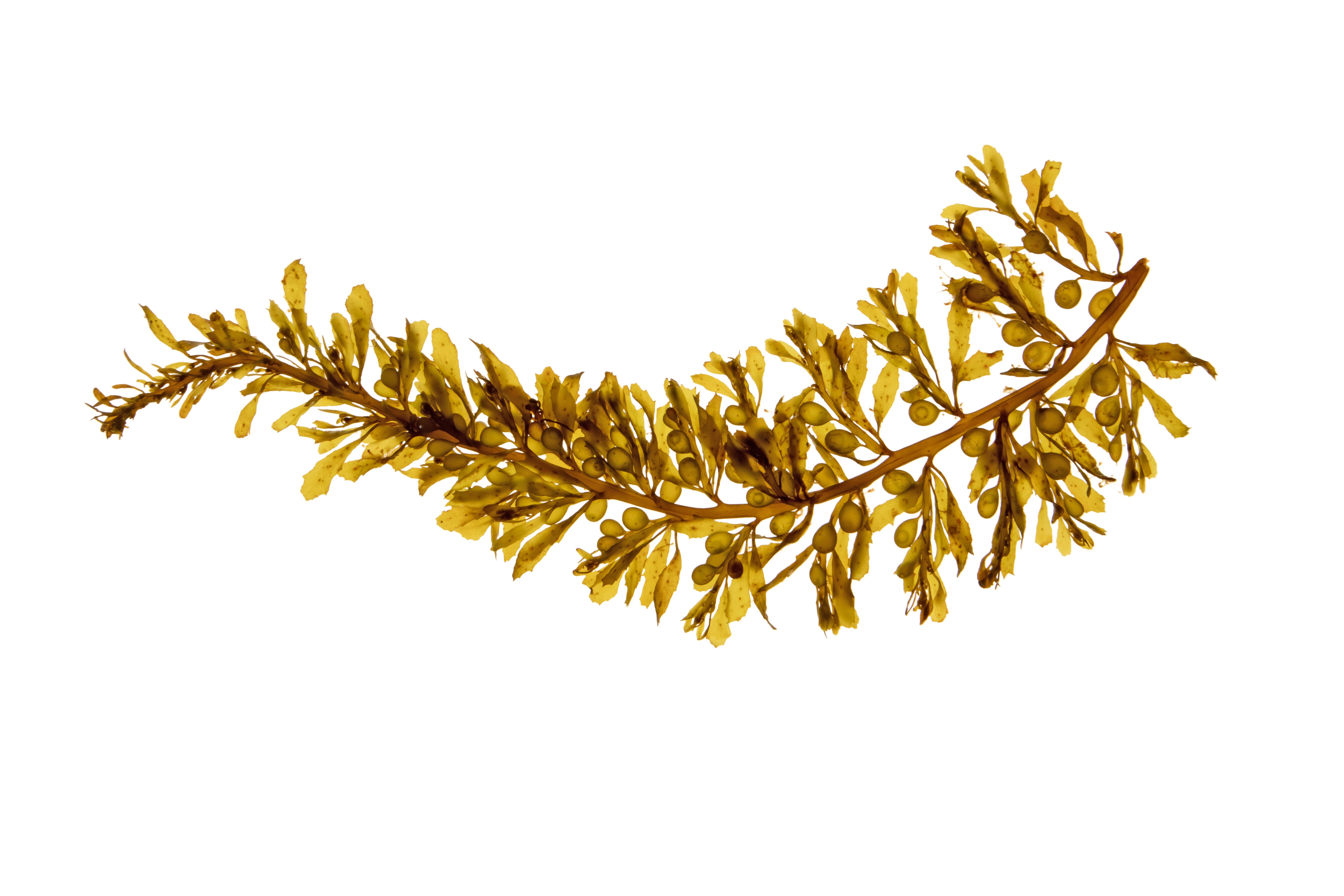 brown algae