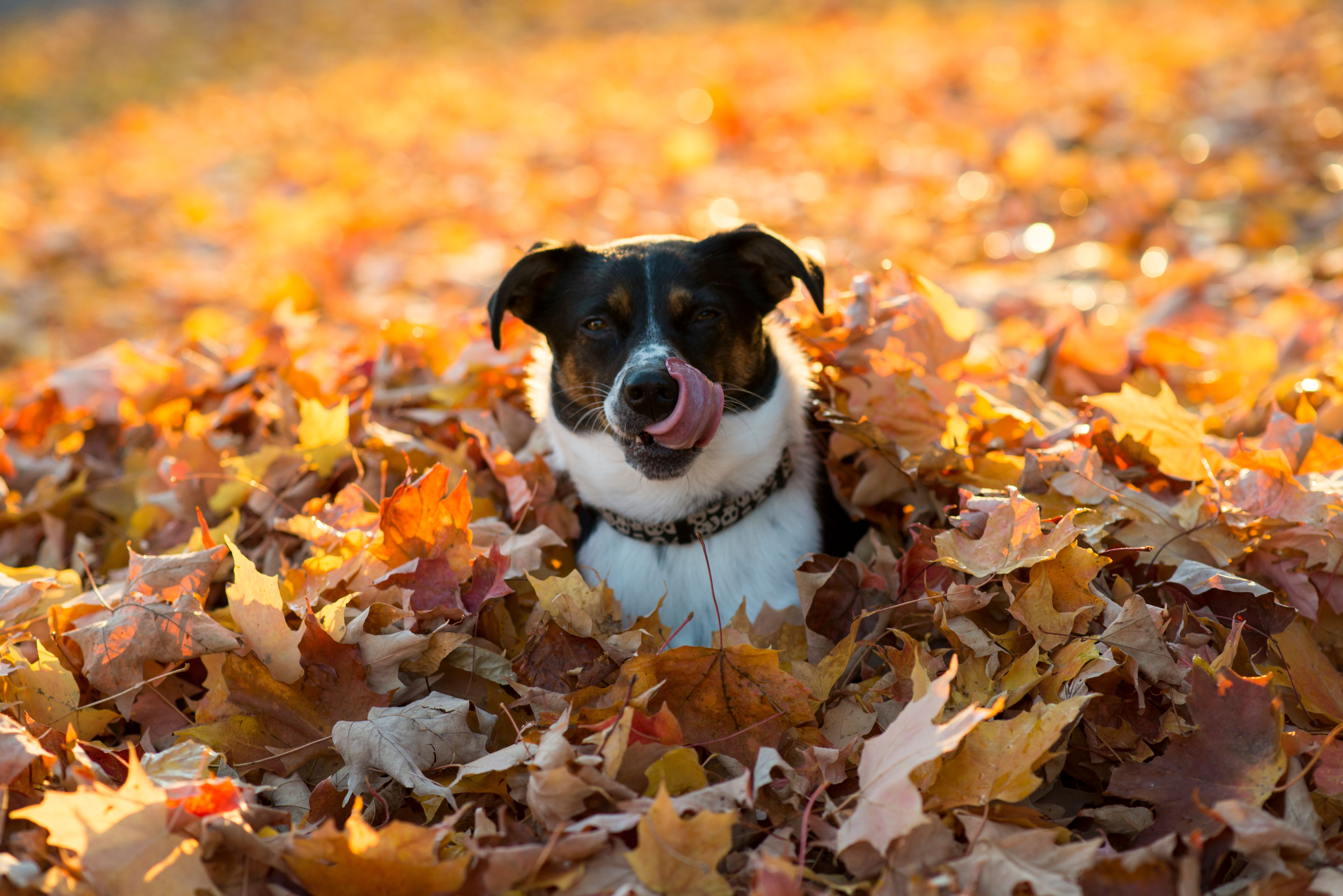 dog seasonal activities