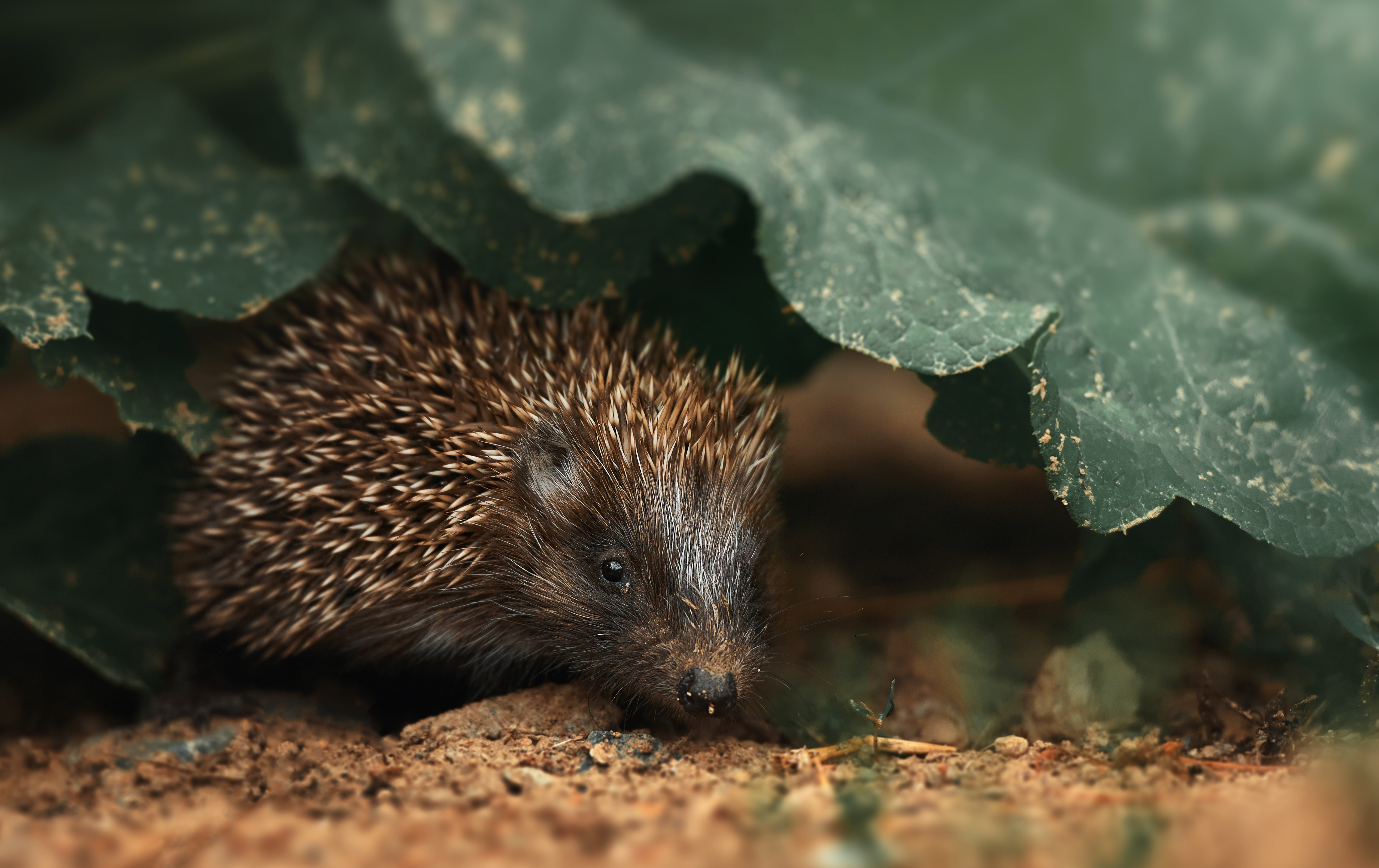 Hedgehog in the forest in Romania hiding