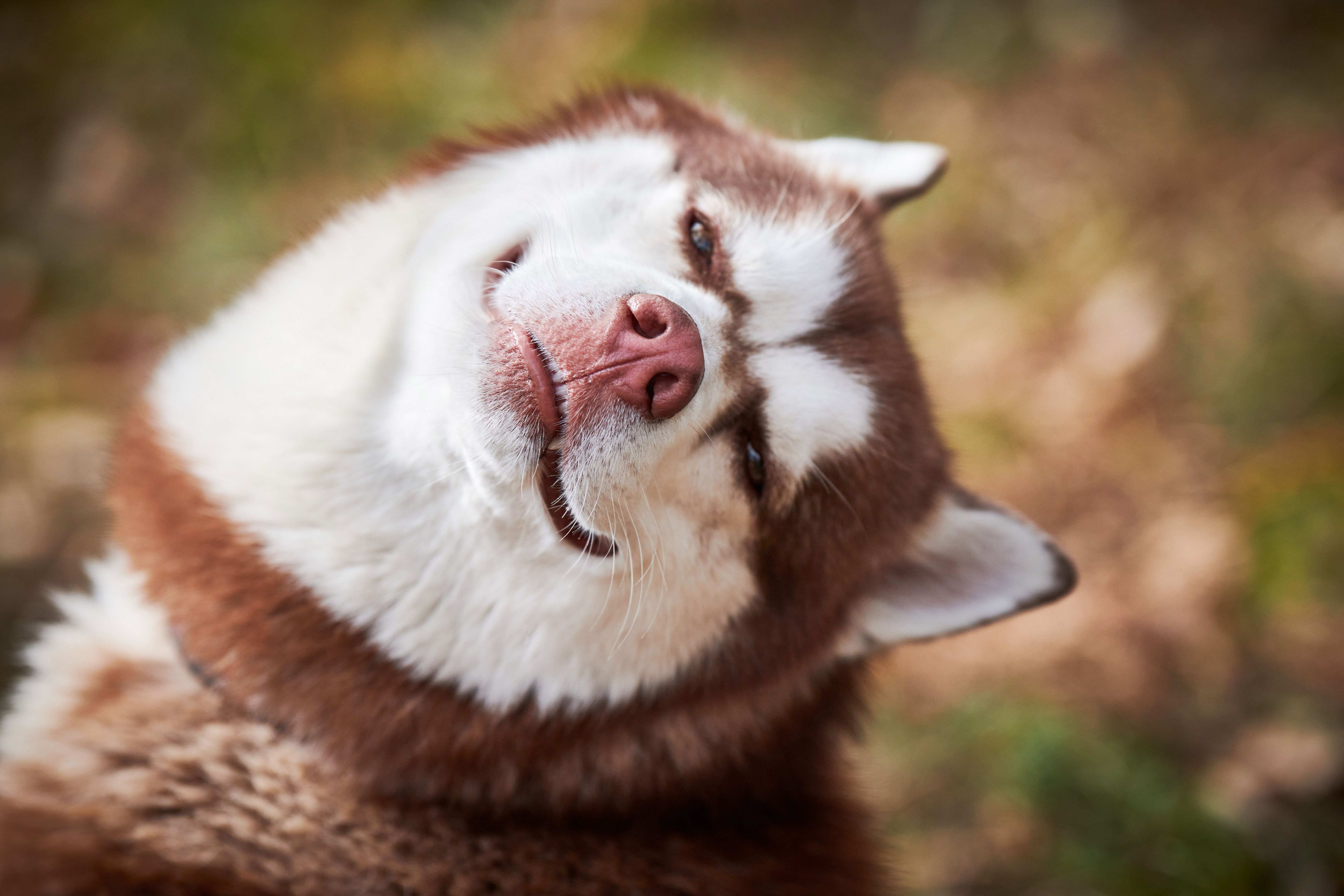 Siberian Husky dog with narrow eyes, funny smiling Husky dog face with laughing eyes, cute doggy