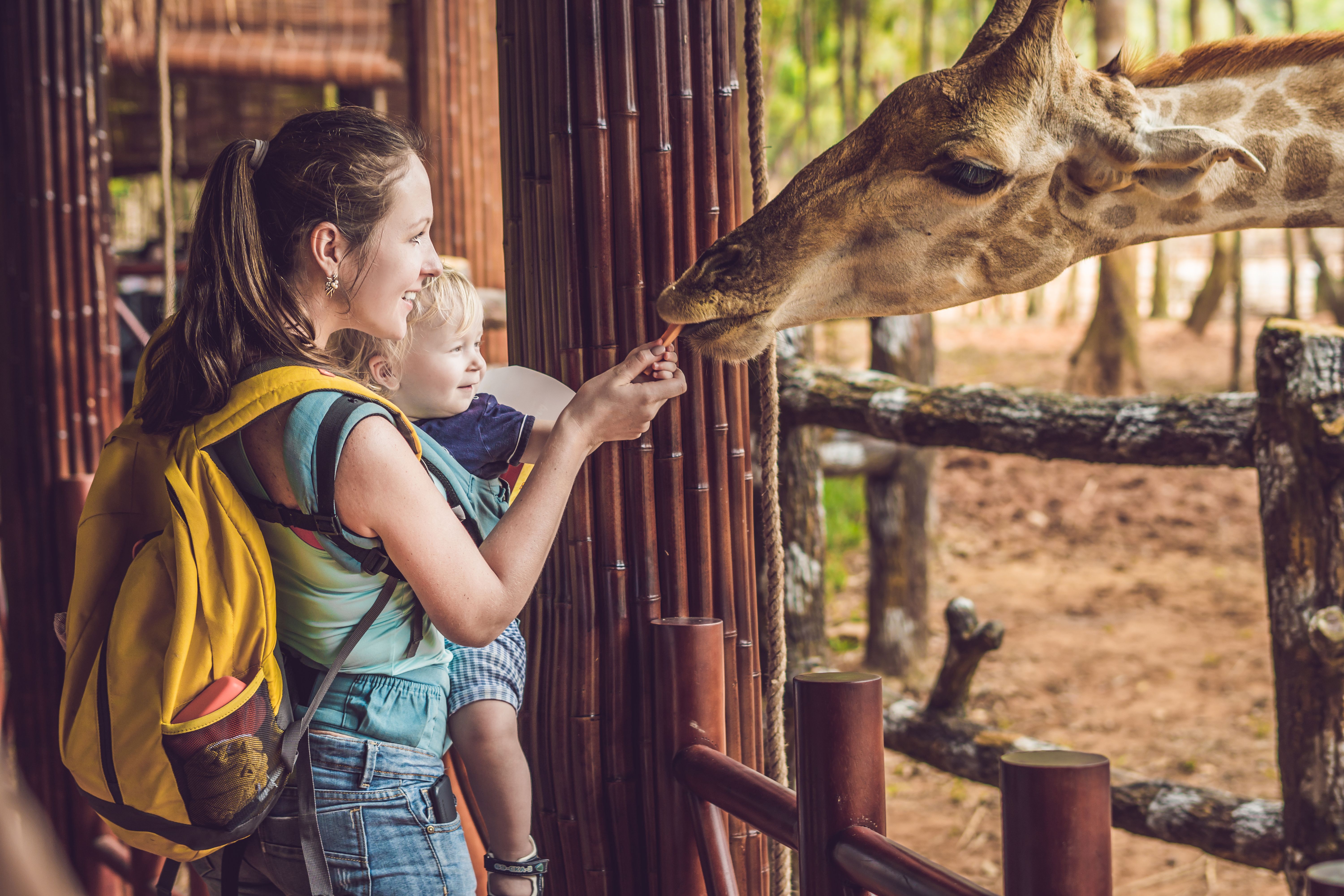 zoo animals