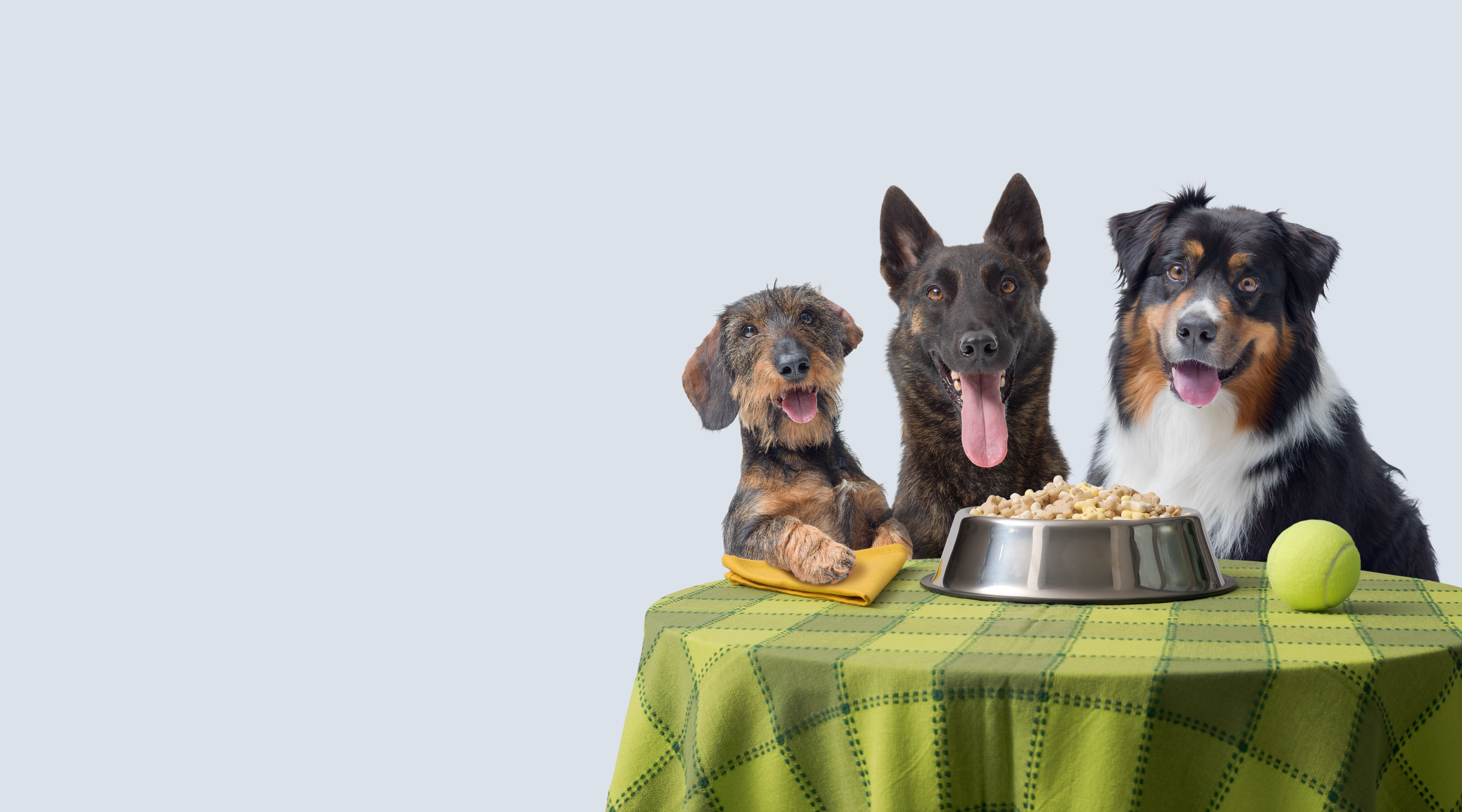 happy pets eating