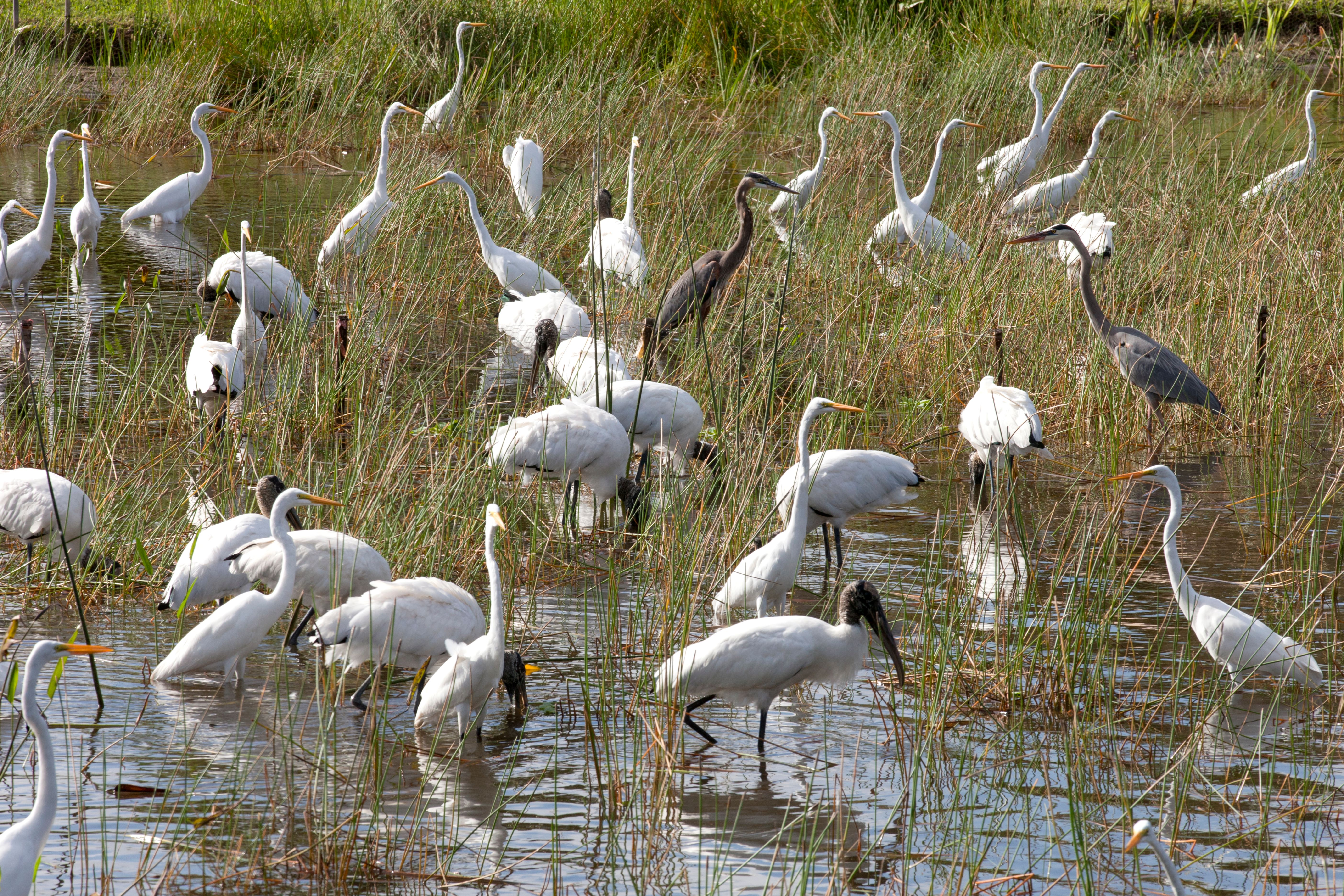 everglades restoration